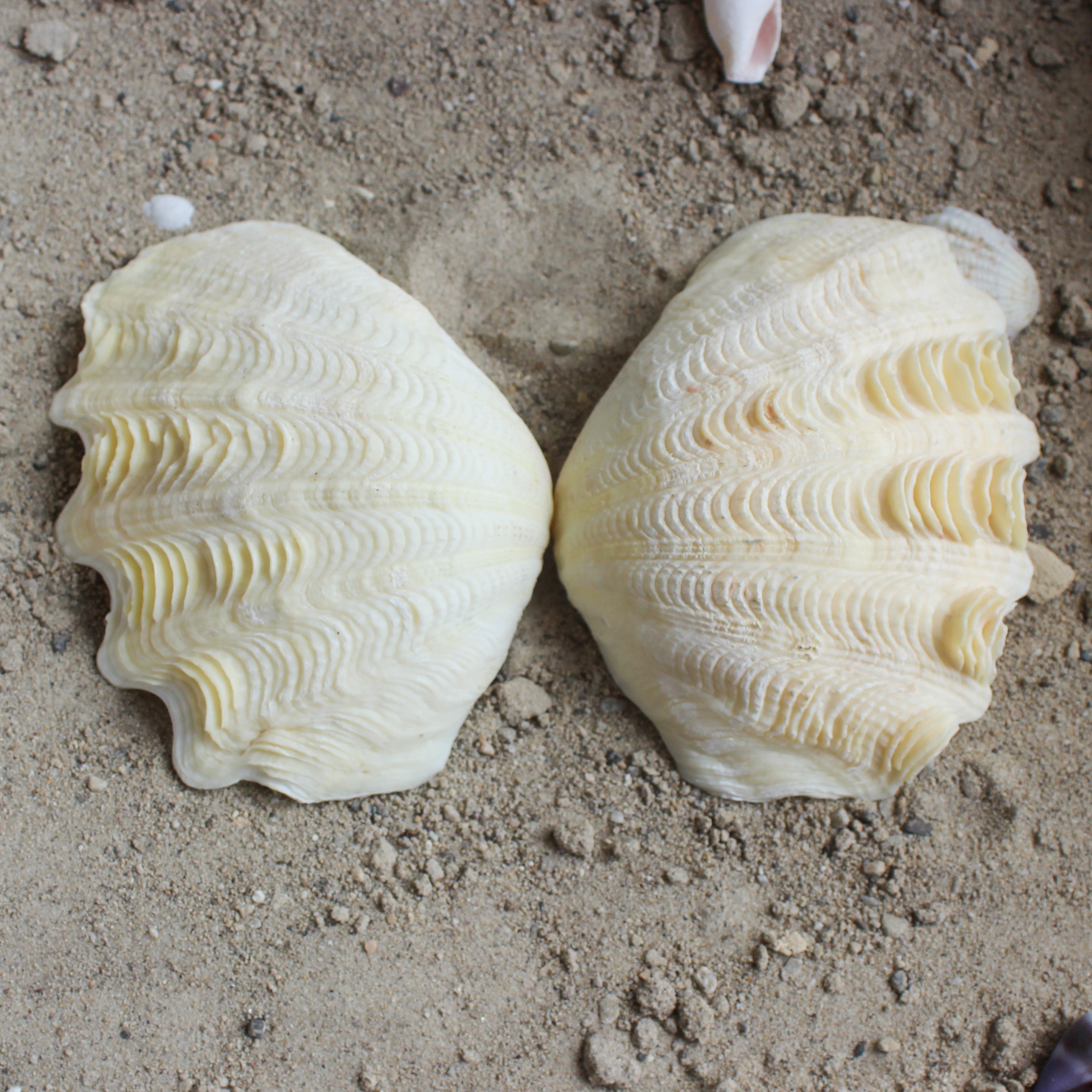 Derase Clams