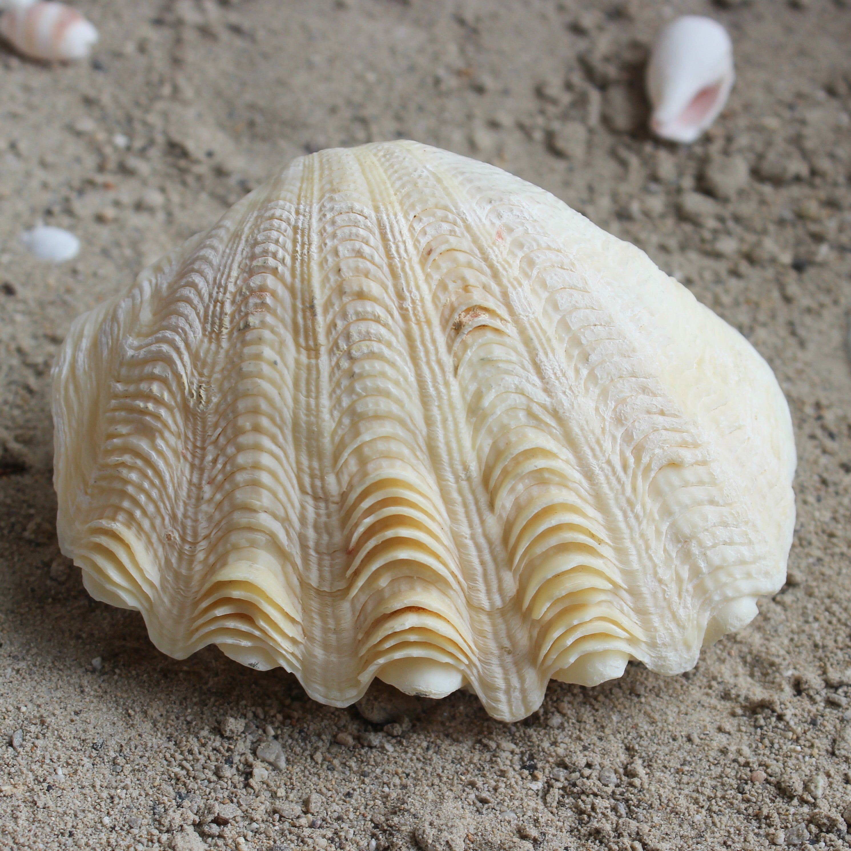 Derase Clams