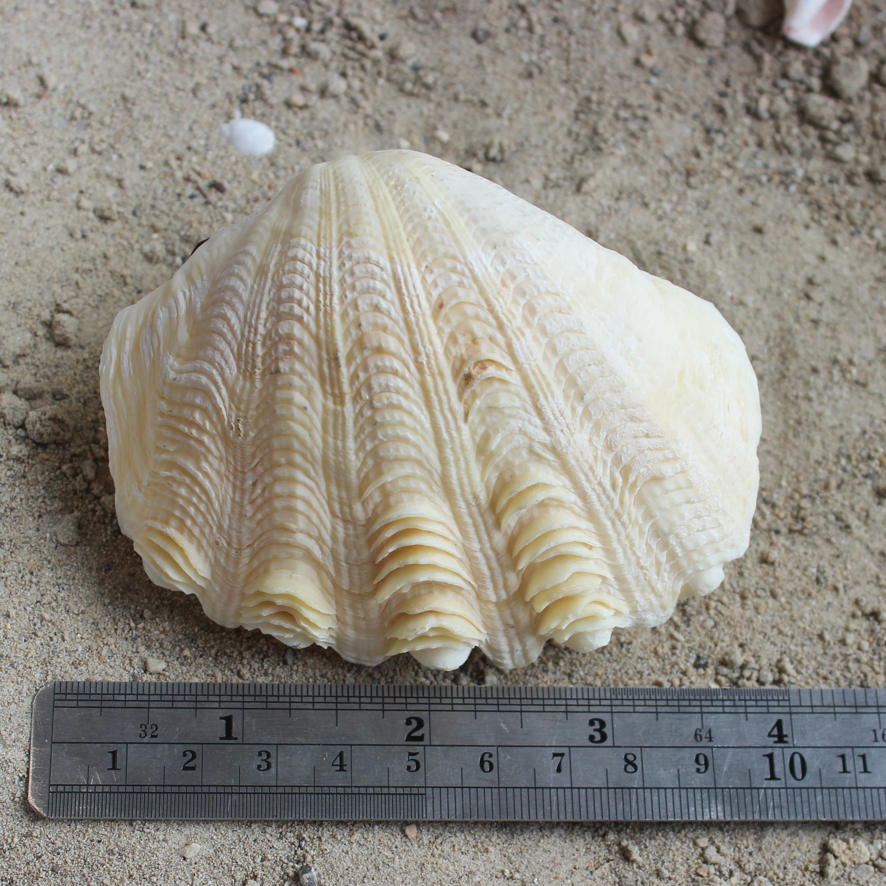 Derase Clams