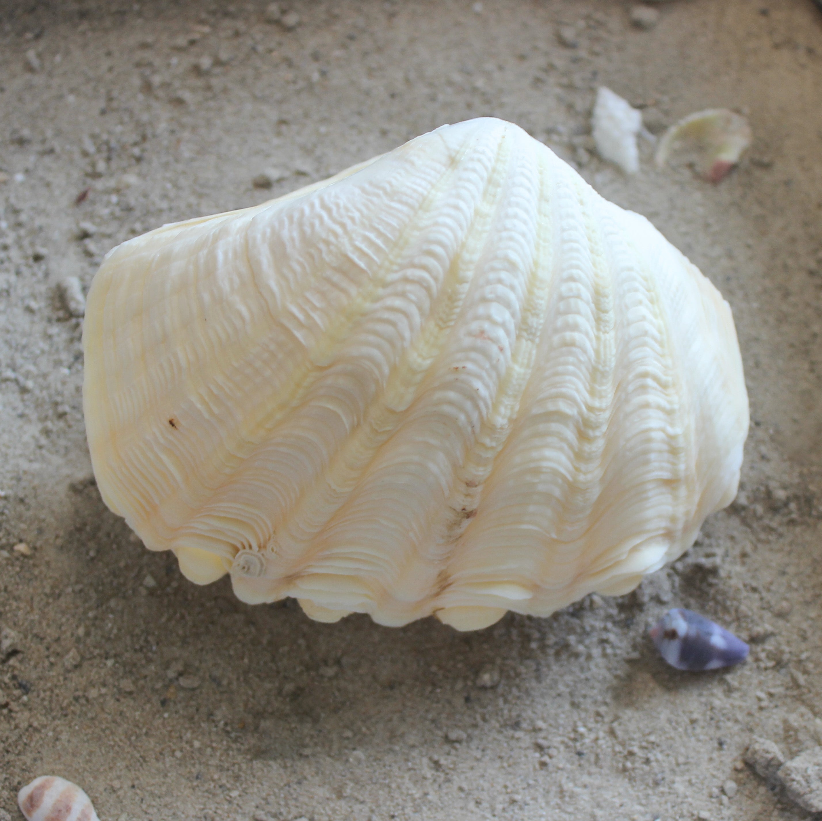 Derase Clams
