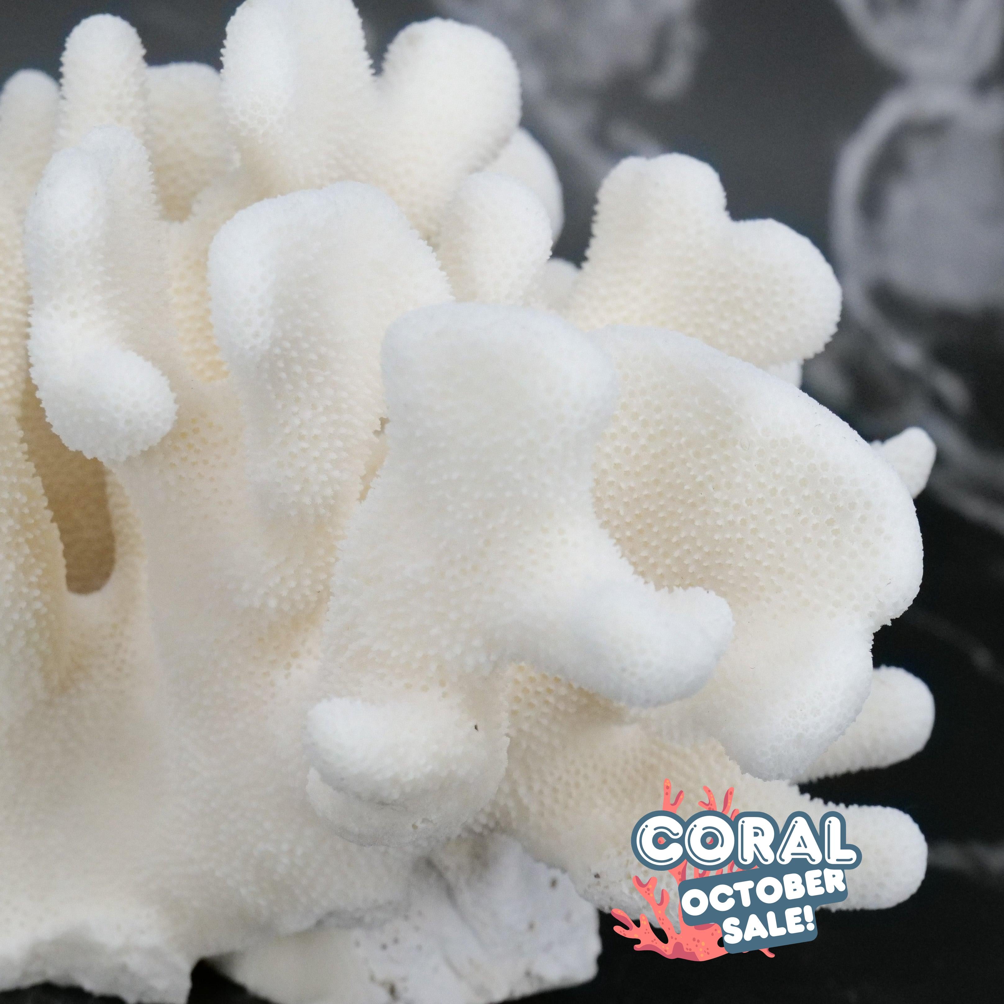 Elkhorn Coral 5-7"