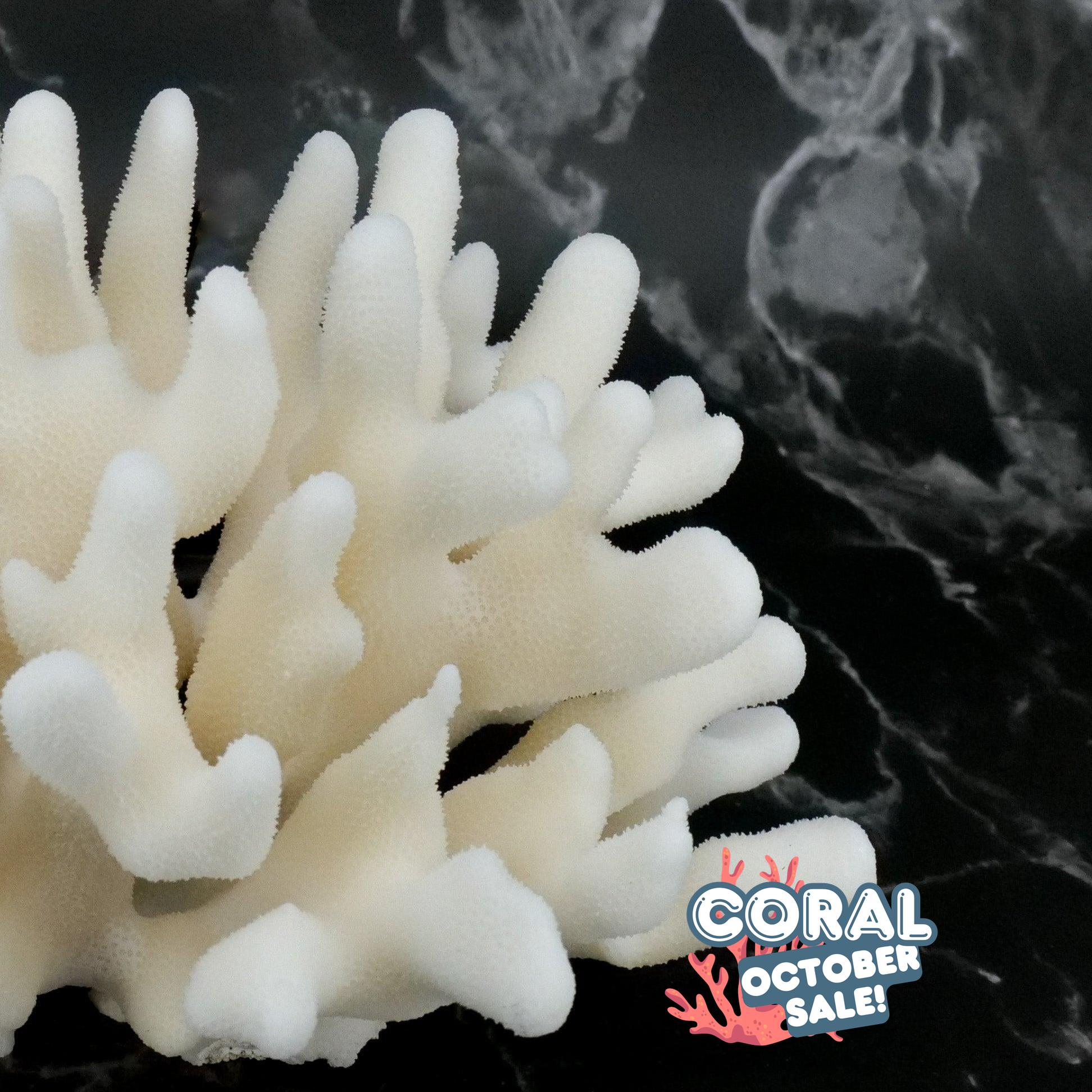 Elkhorn Coral 7-10"