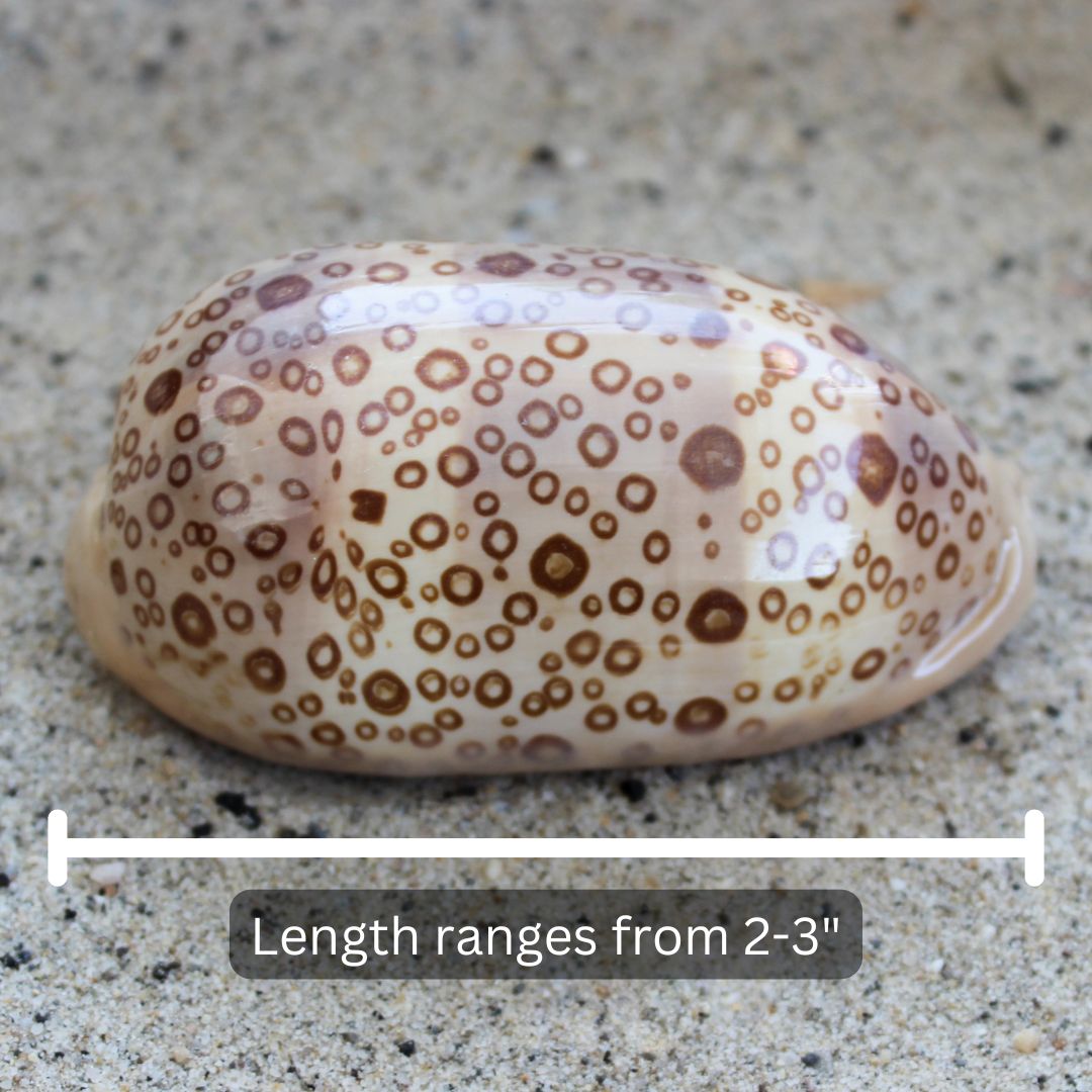 Eyed Cowrie 2-3"