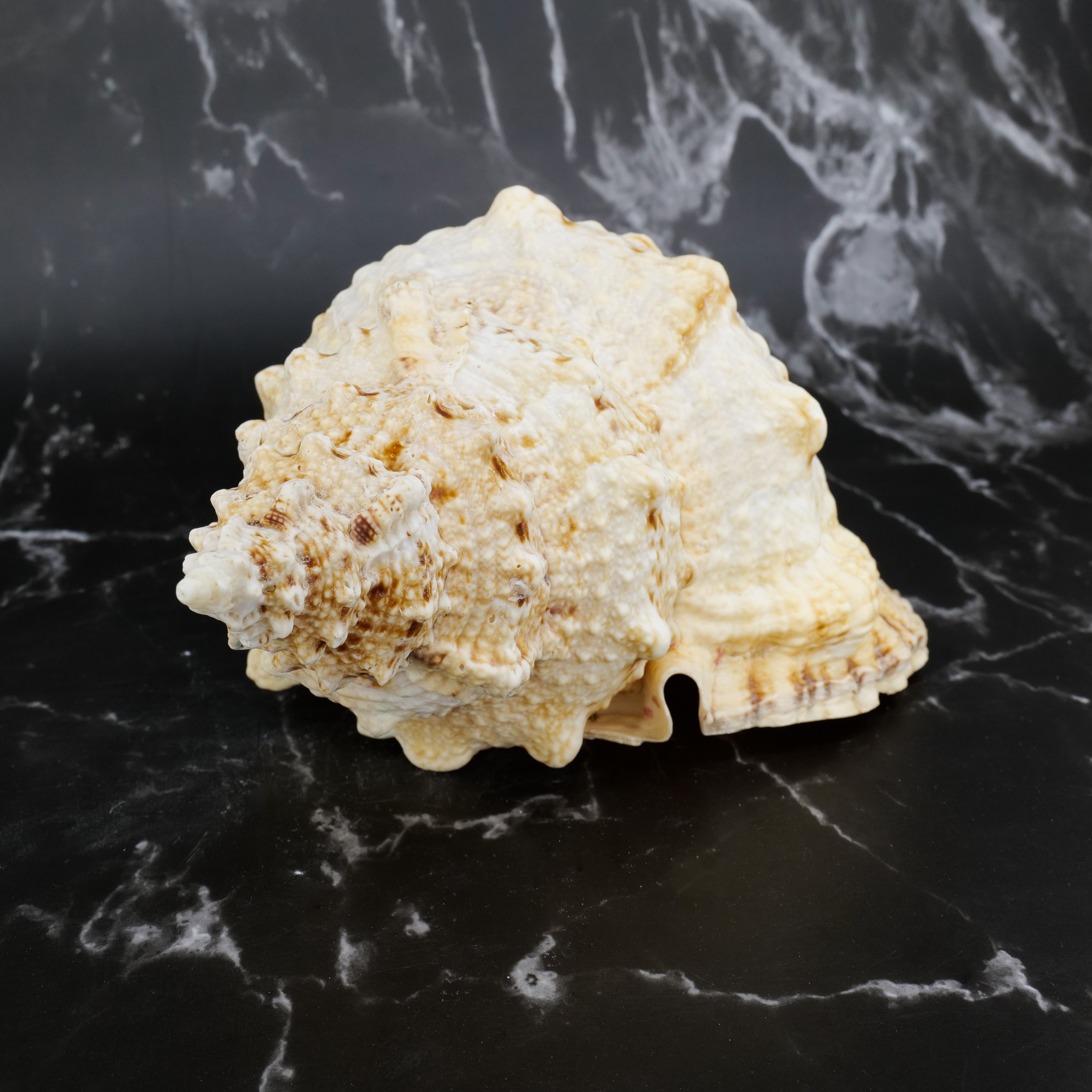 Giant Frog Shell 9-10"