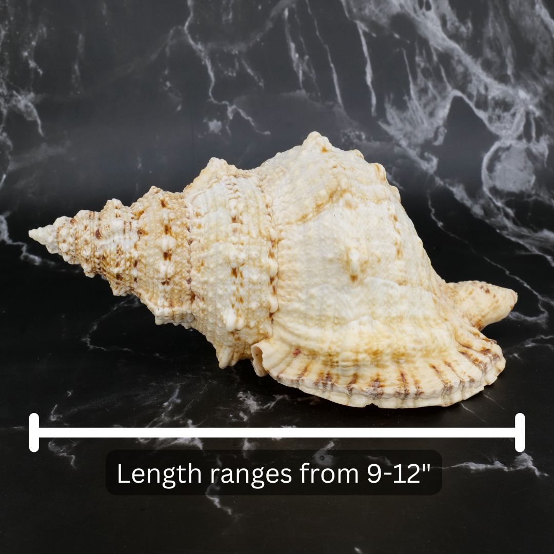 Giant Frog Shell 9-10"