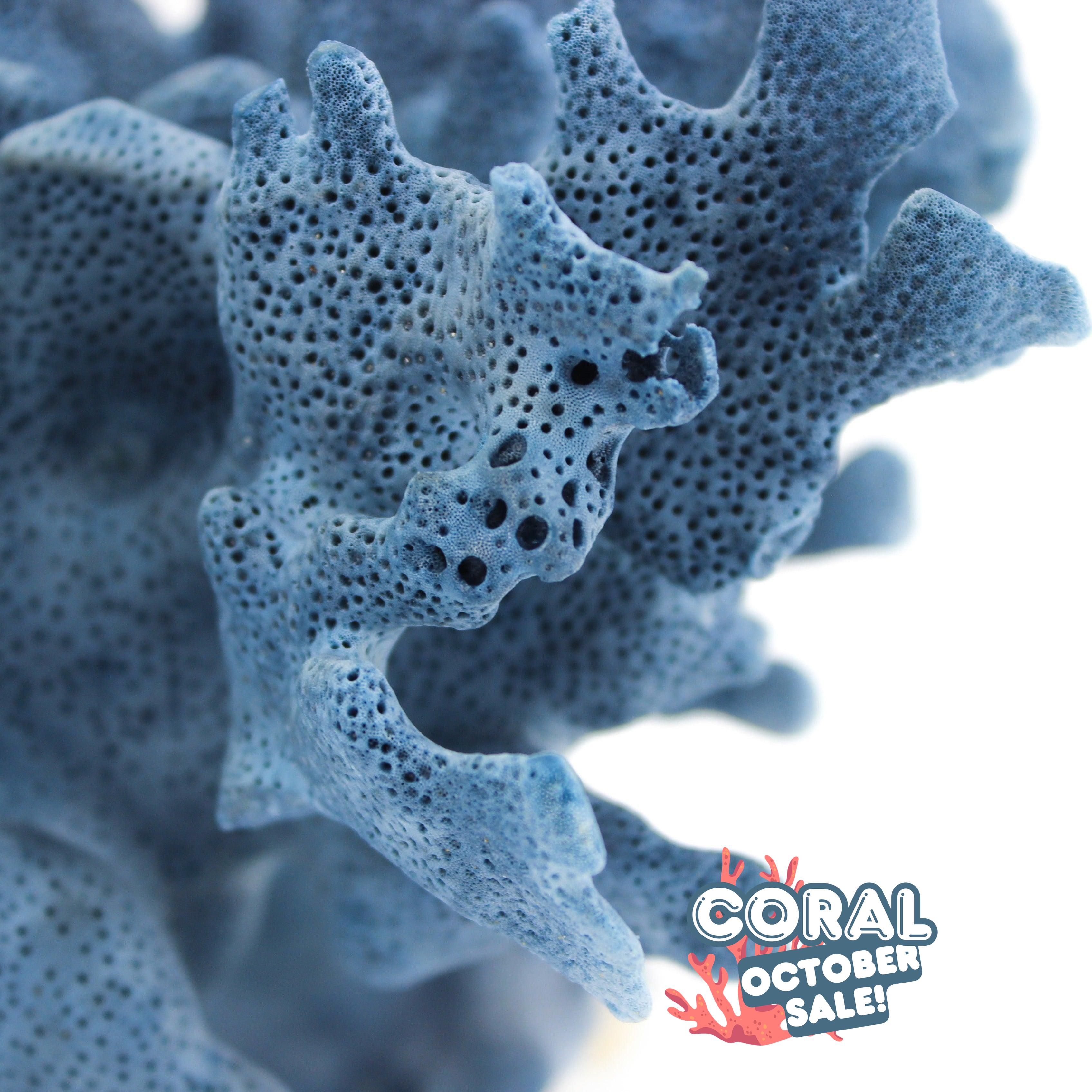 Blue Coral 5-7"