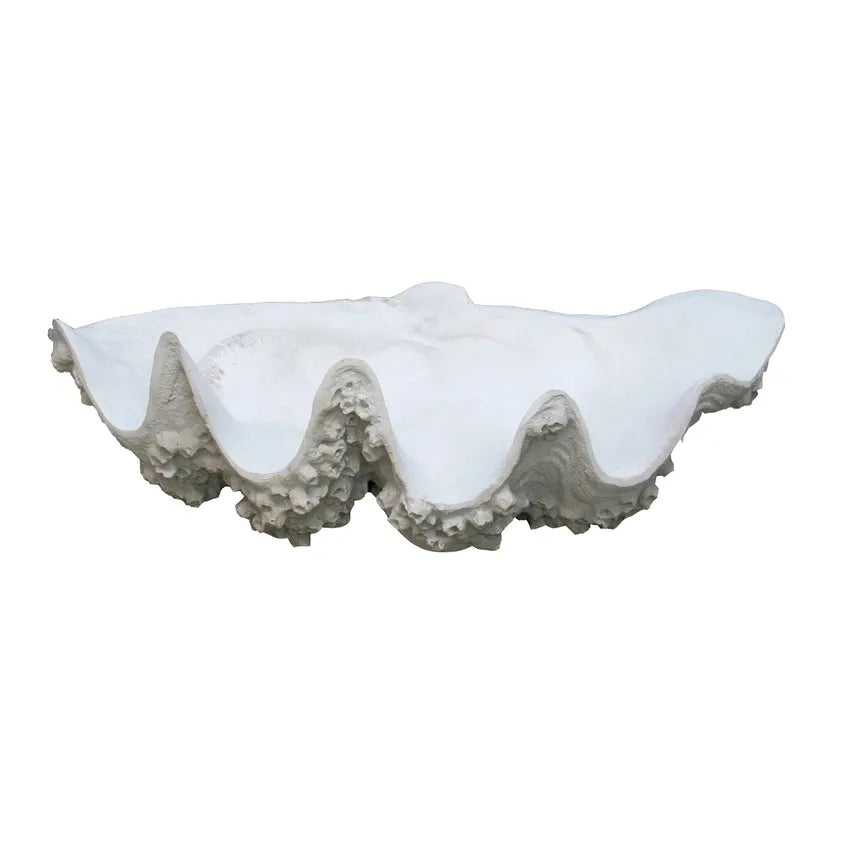 Large Clam with Barnacles