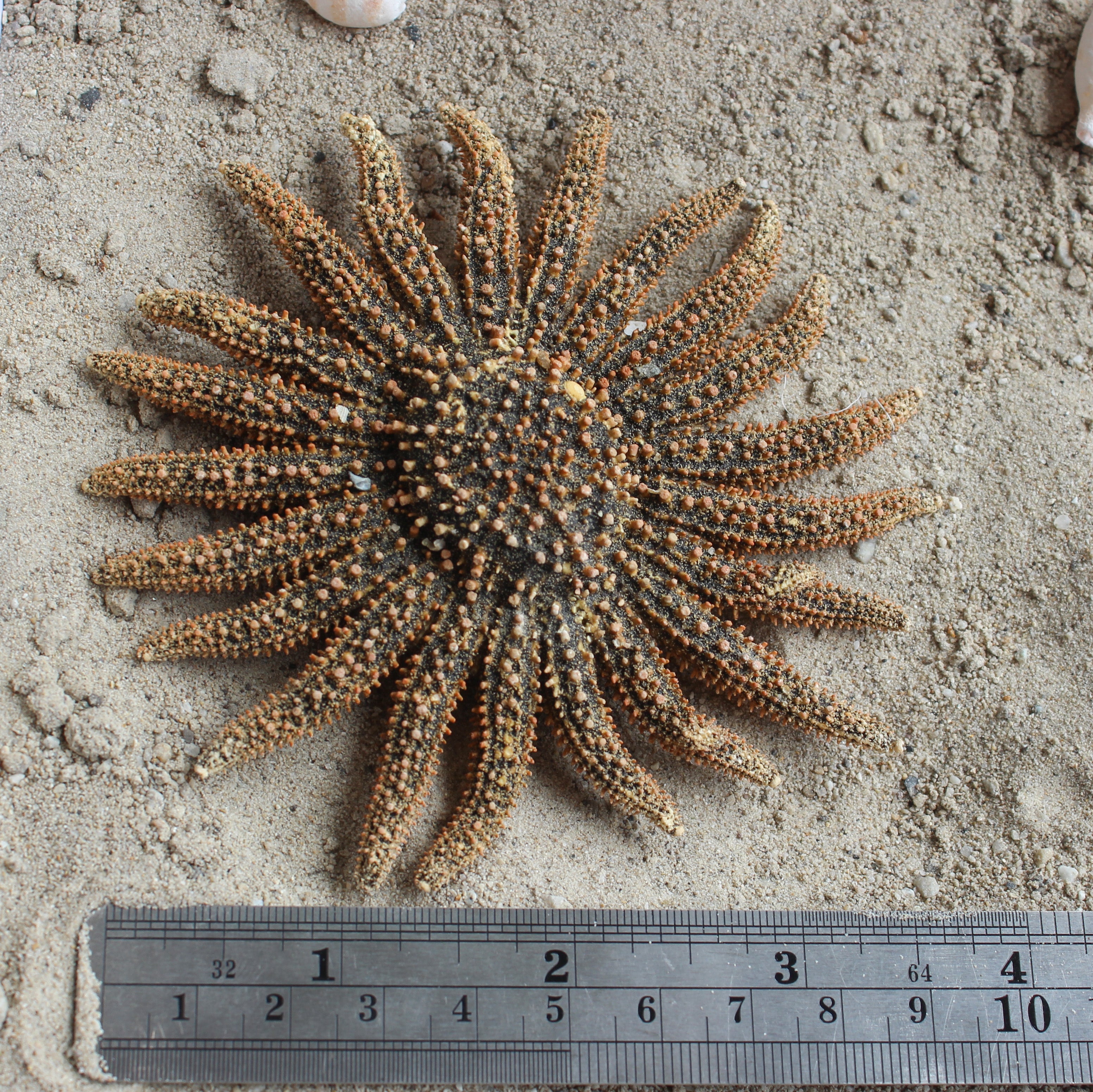 Mexican Sun Star 4-5"