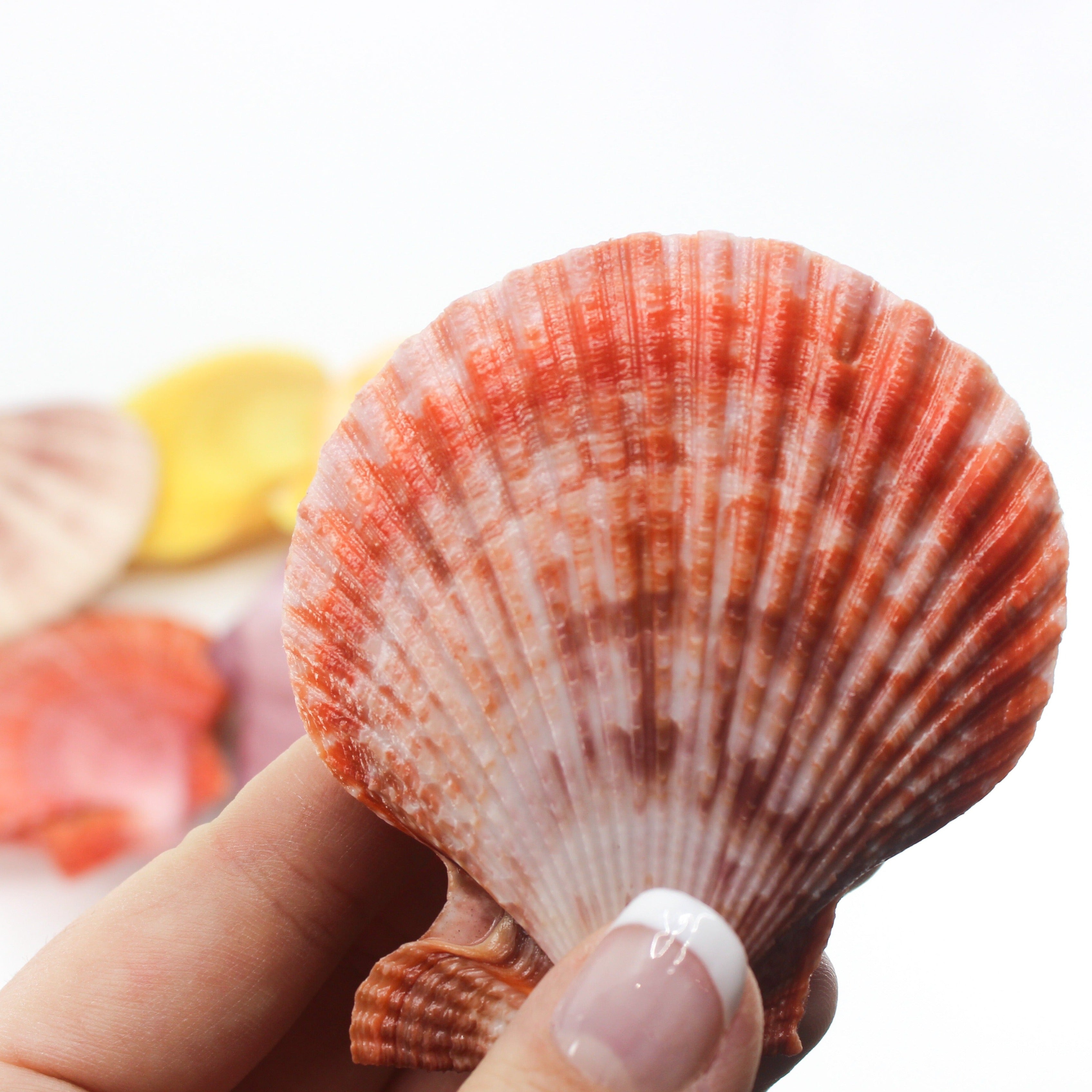 Noble Pecten