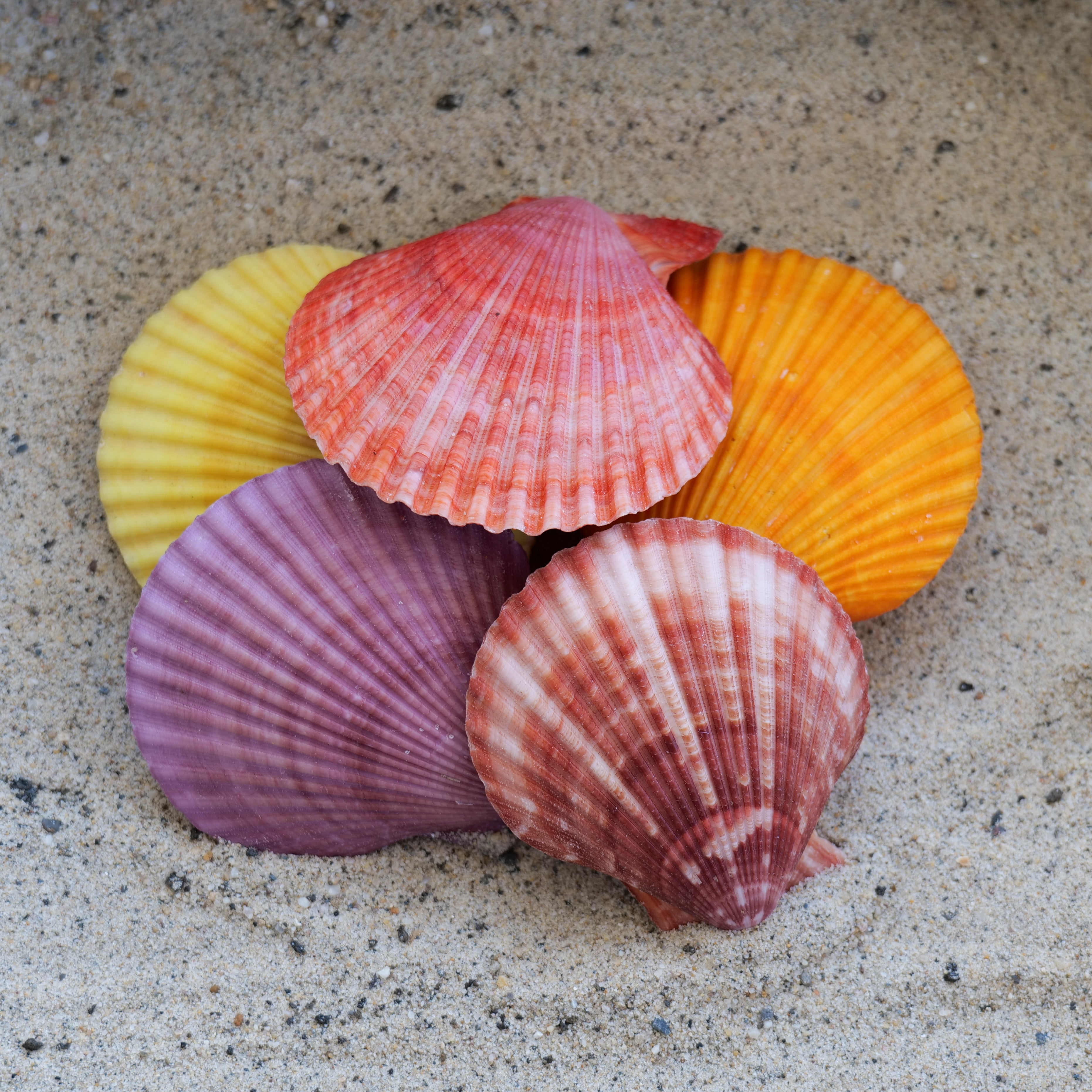 Noble Pecten