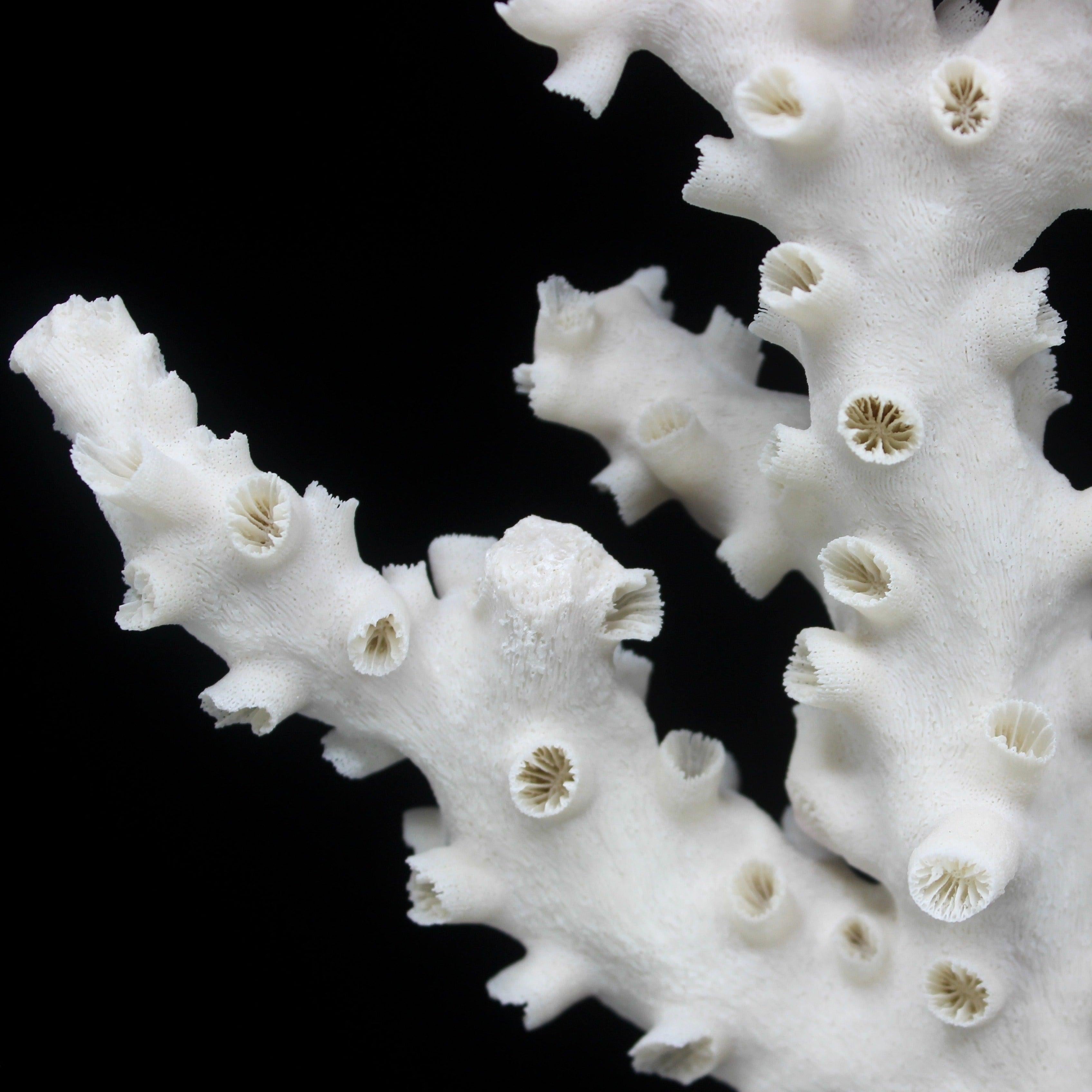 Octopus Coral 14-18"