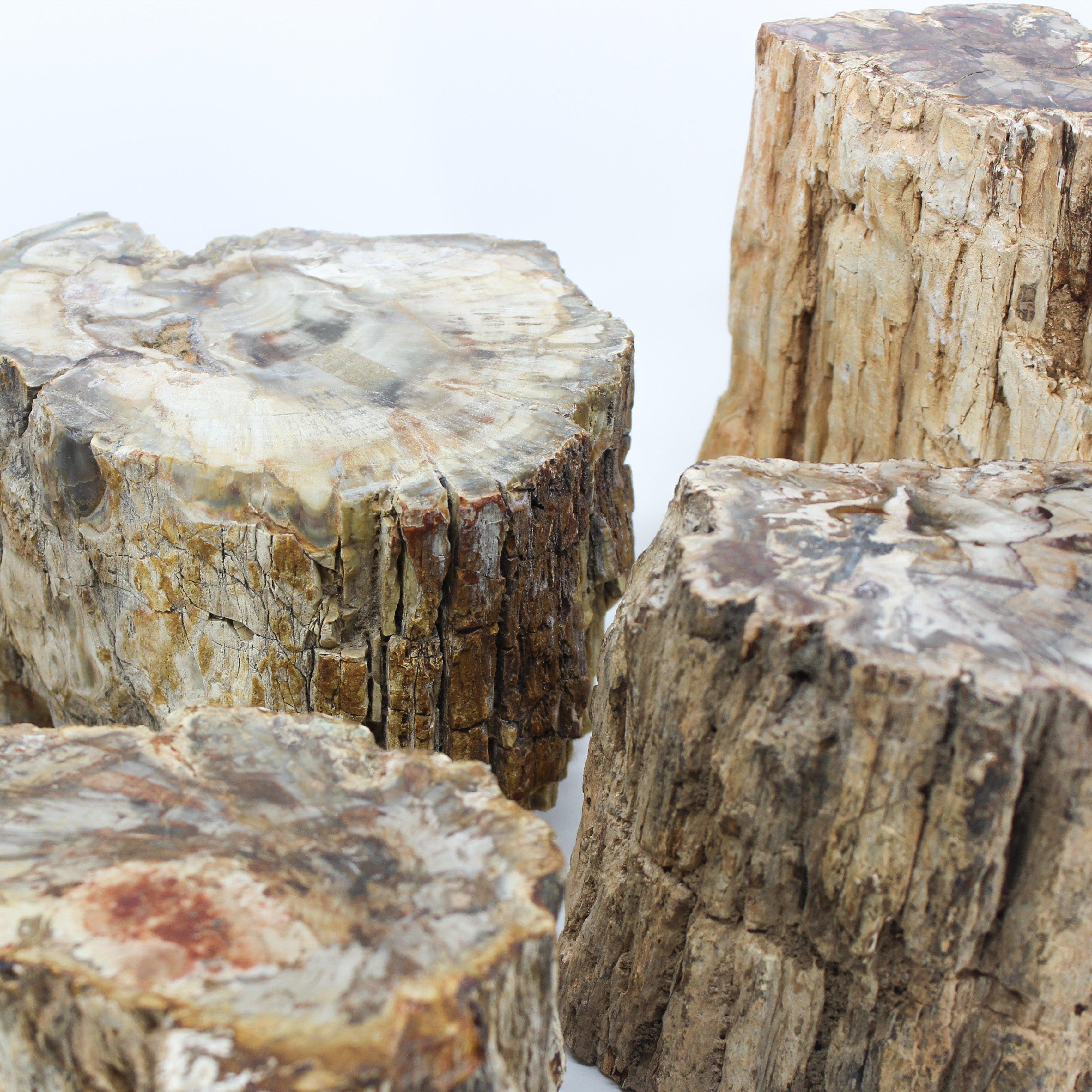Petrified Wood Branch 6-9"