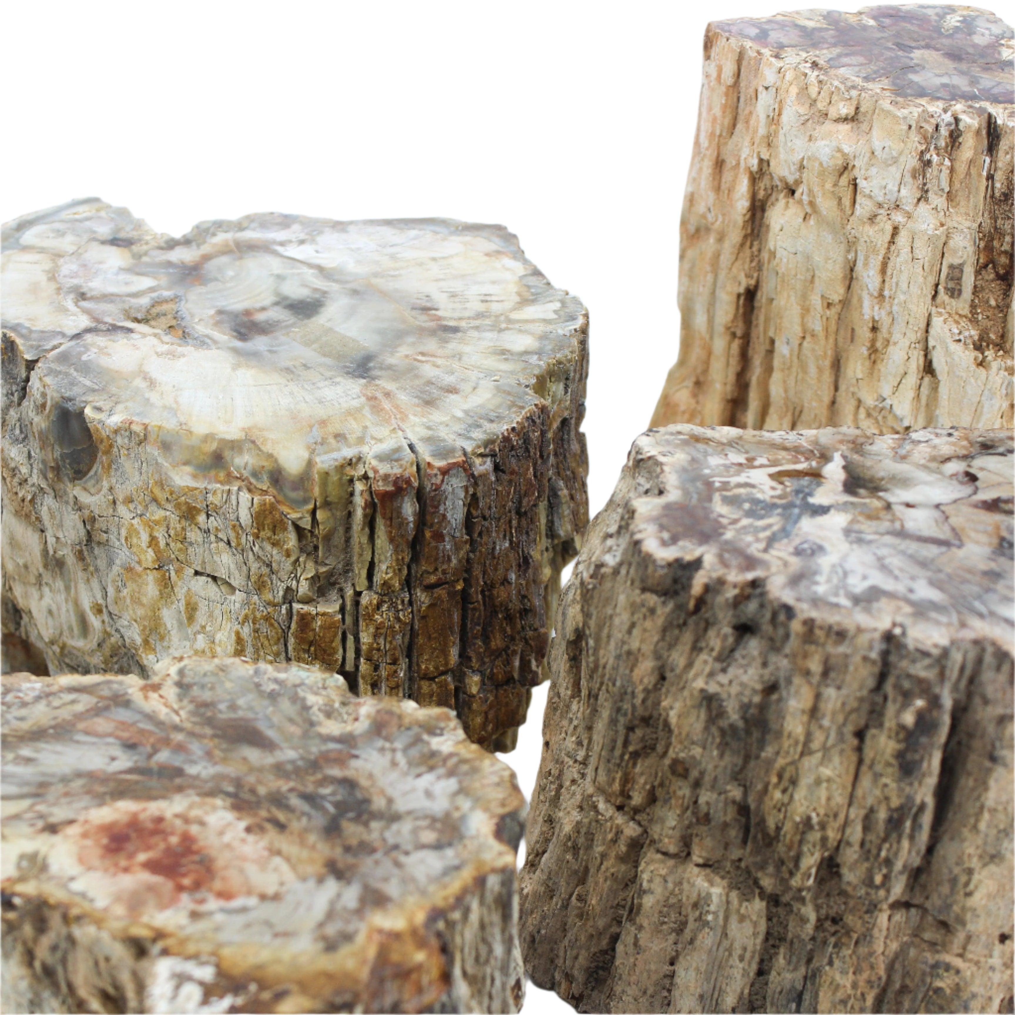 Petrified Wood Branch 3-6"