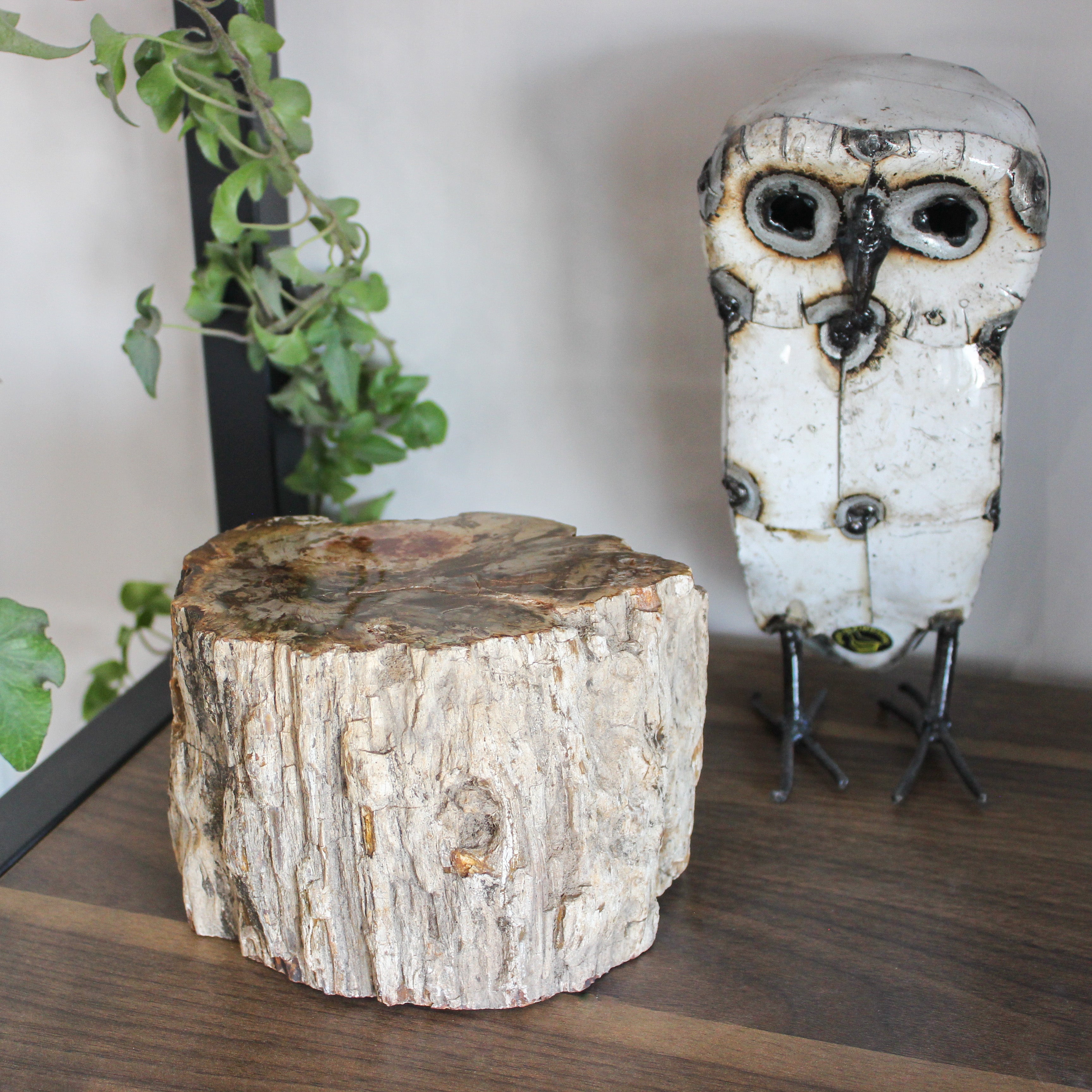 Petrified Wood Branch 6-9"