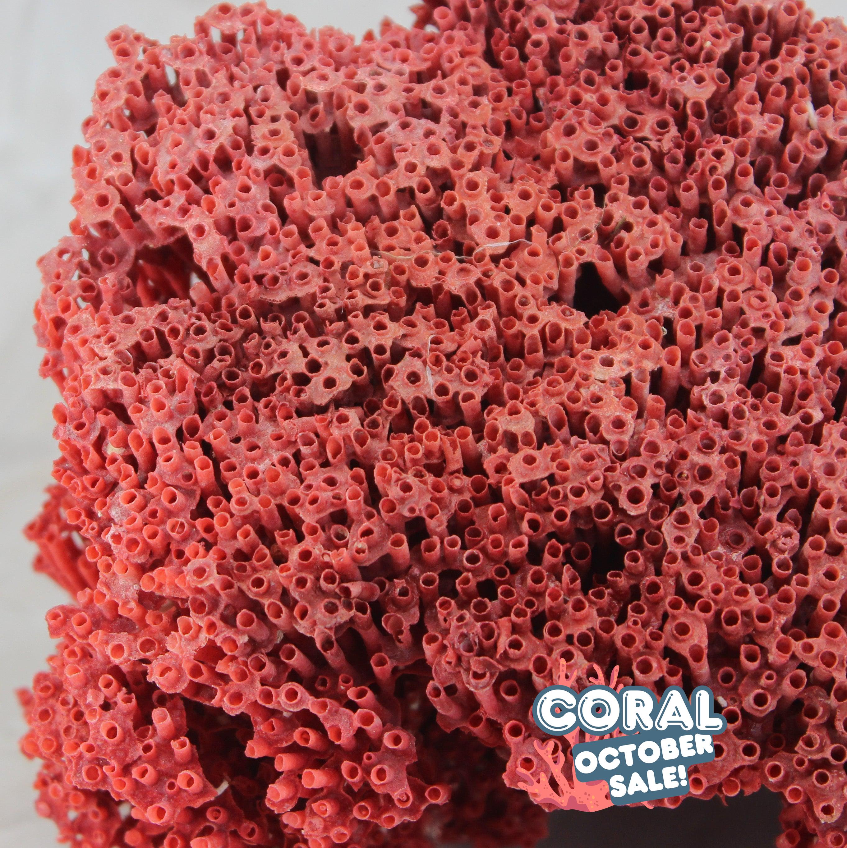 Pipe Organ Coral 7-10"
