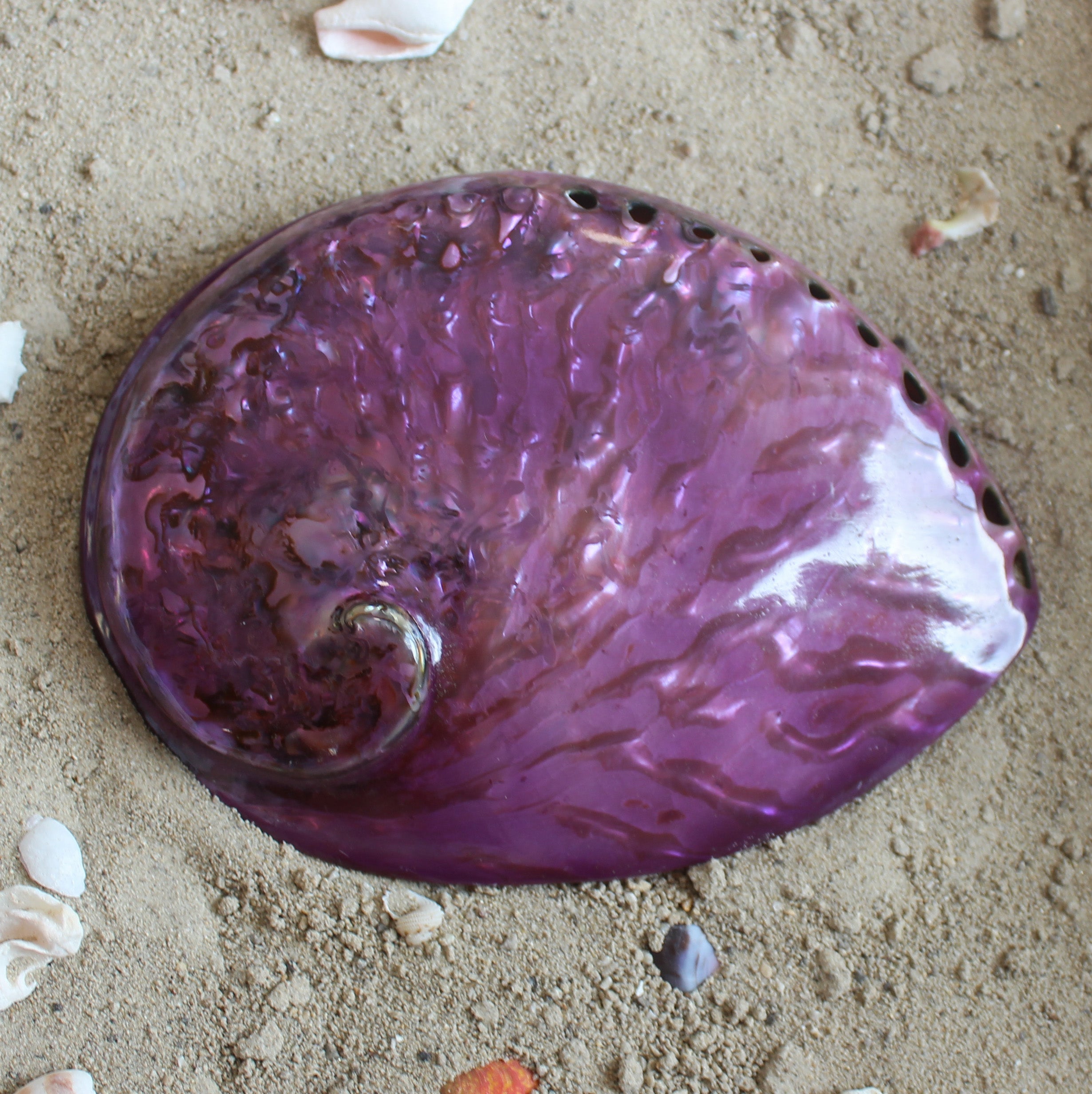 Midas Abalone Polished