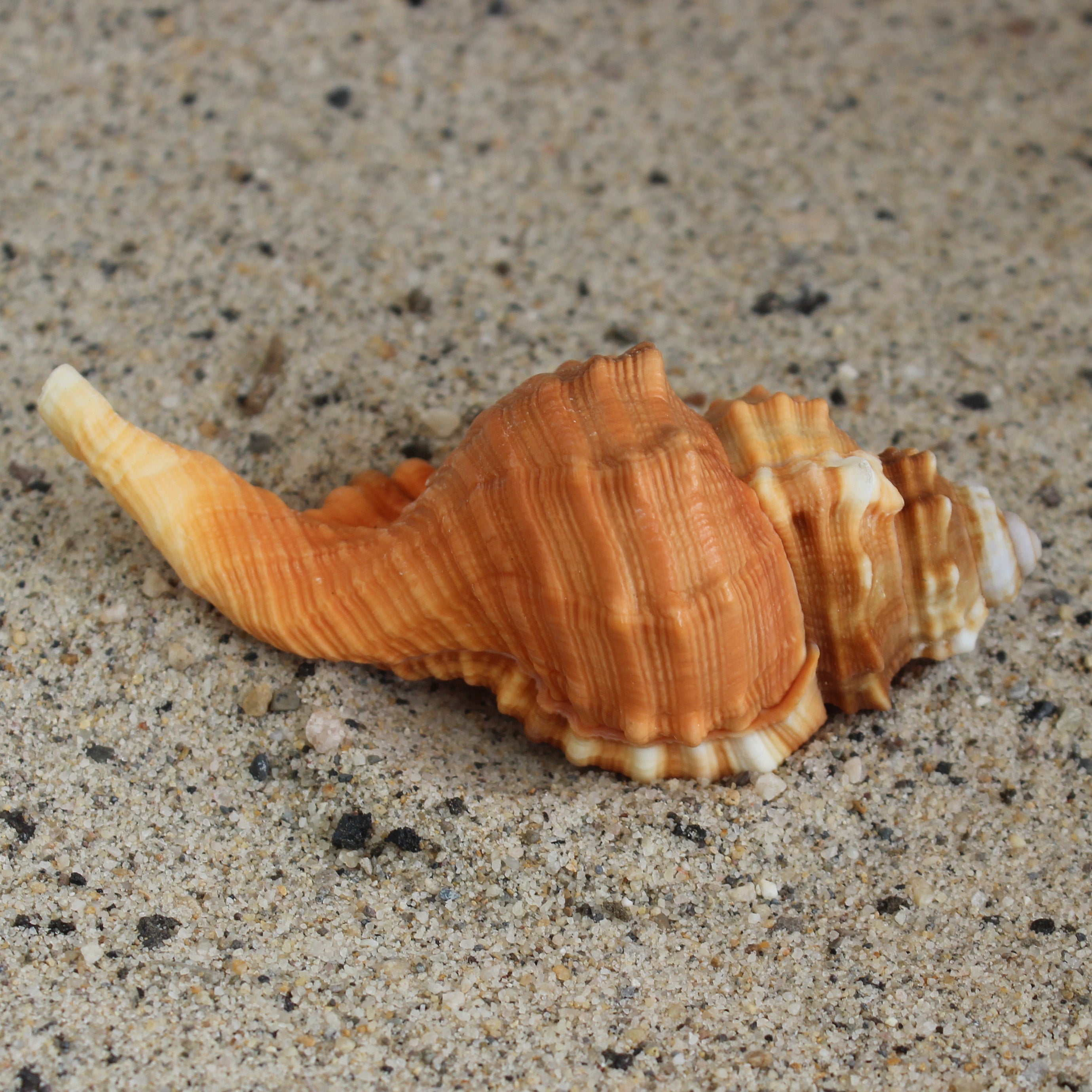Pear Triton