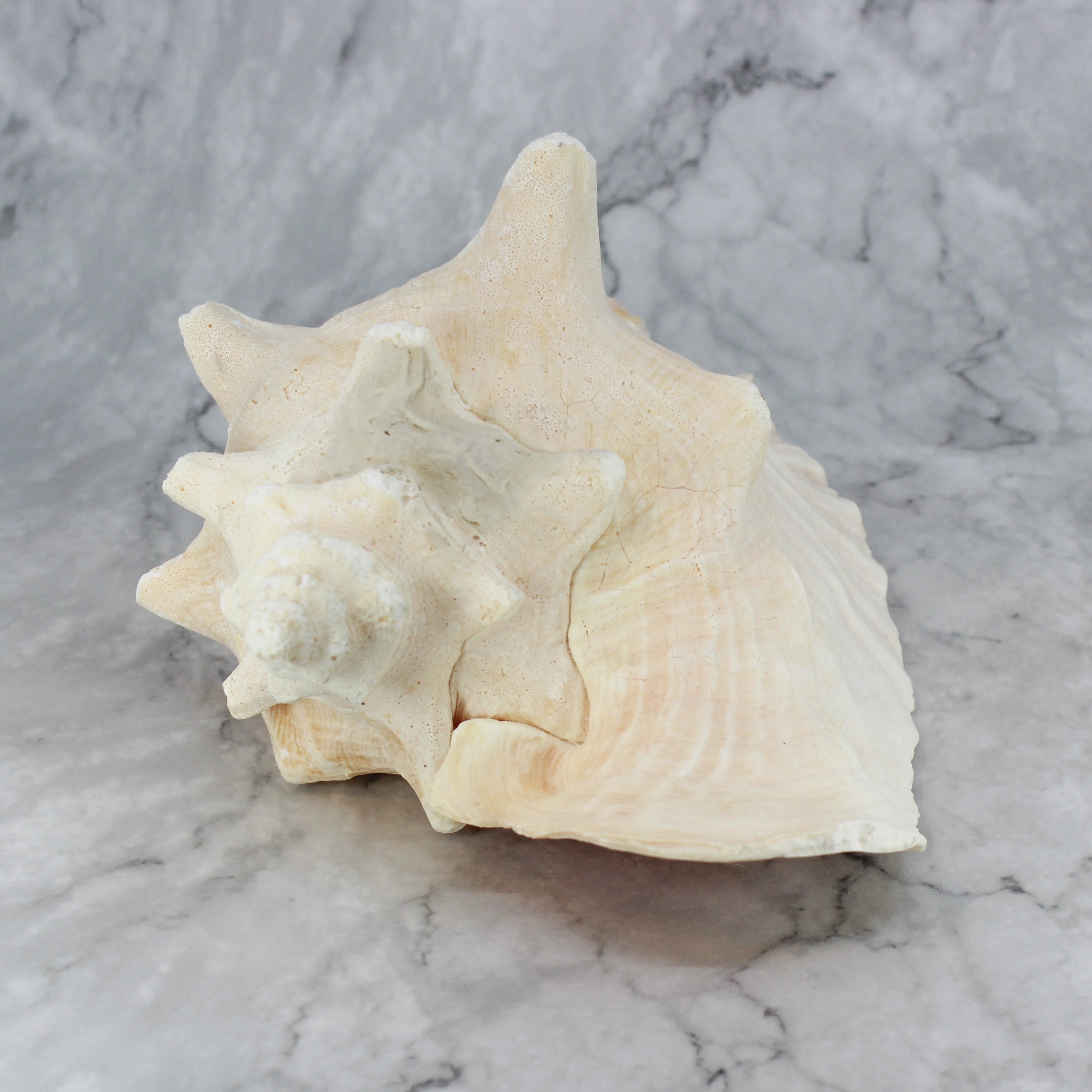 Pink Conch