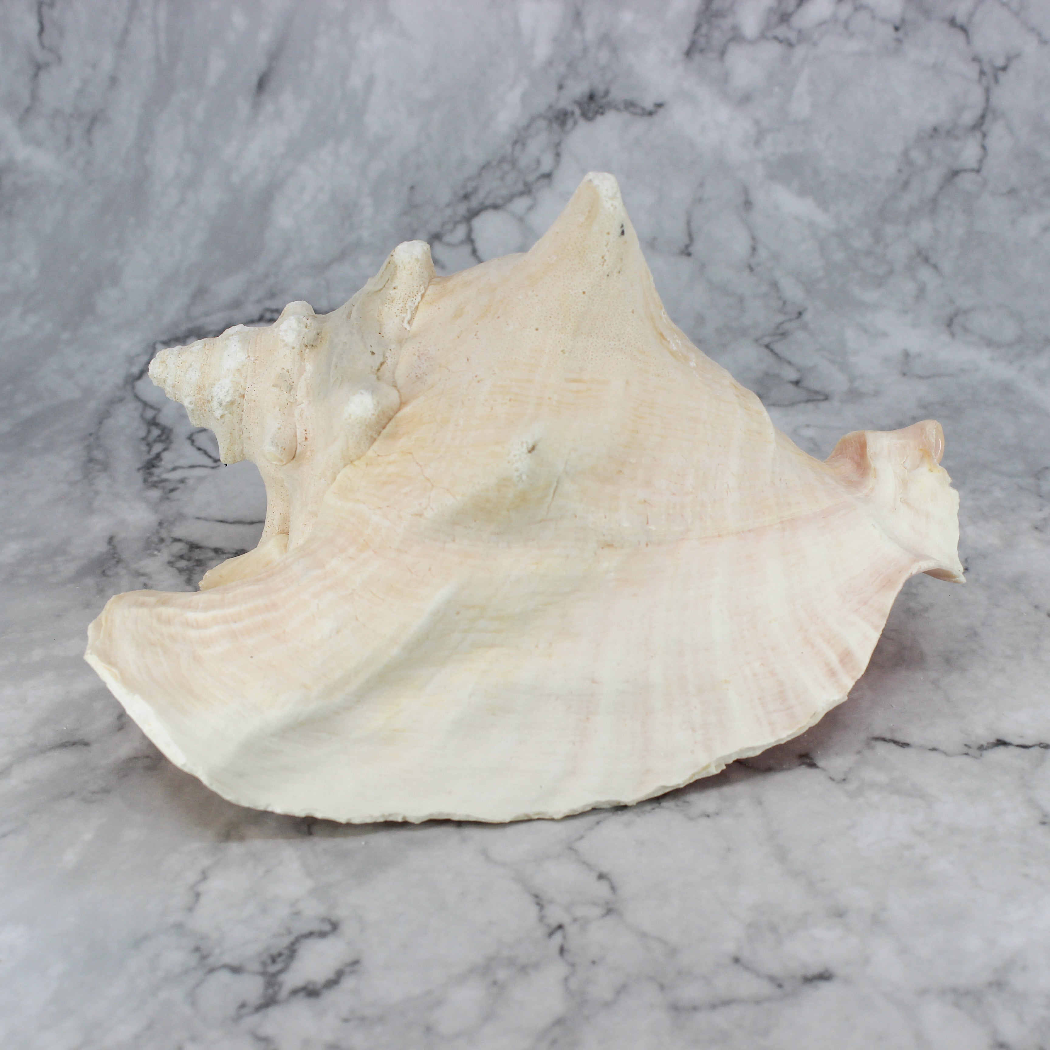 Pink Conch