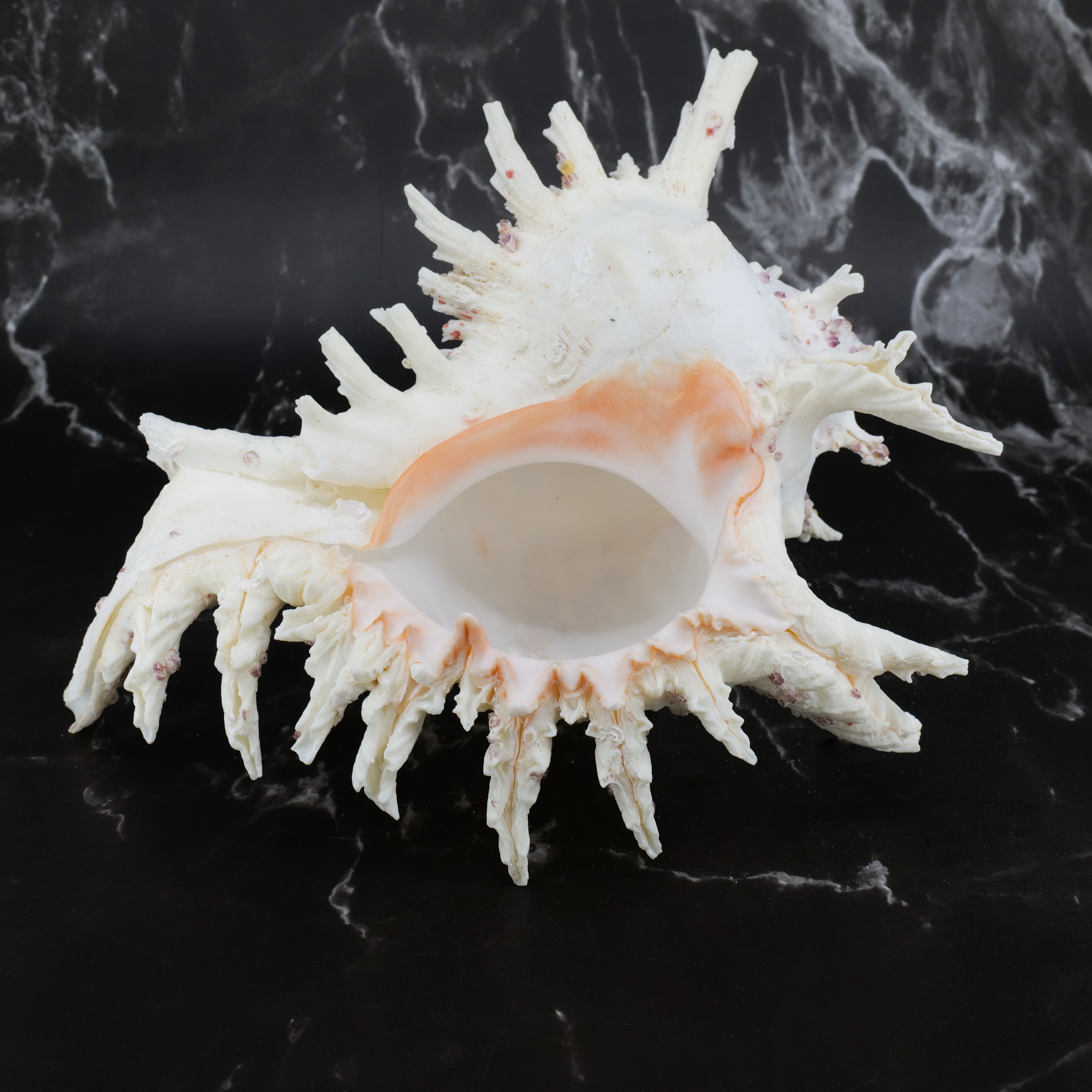 Ramose Murex