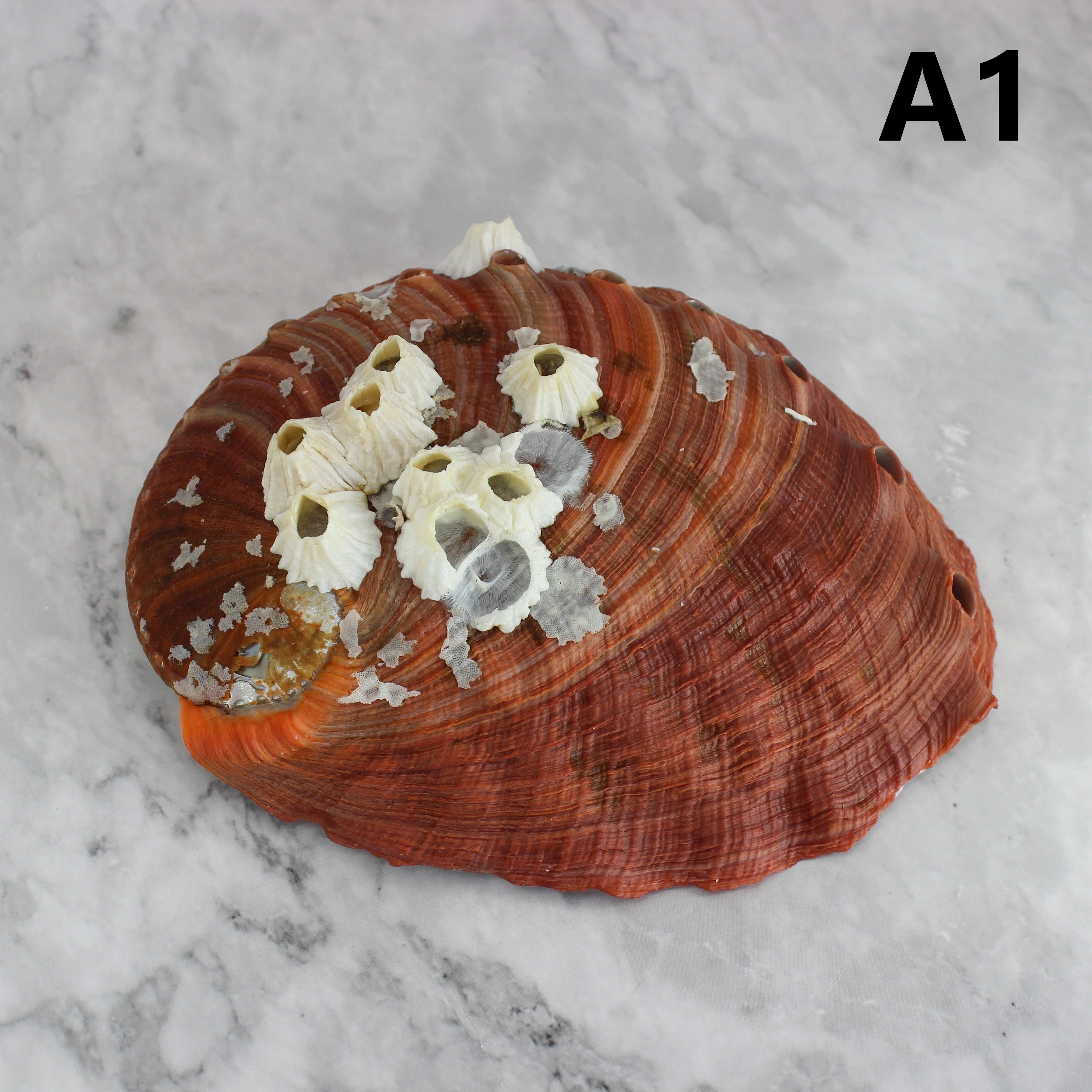 Red Abalone Unpolished 6-7"