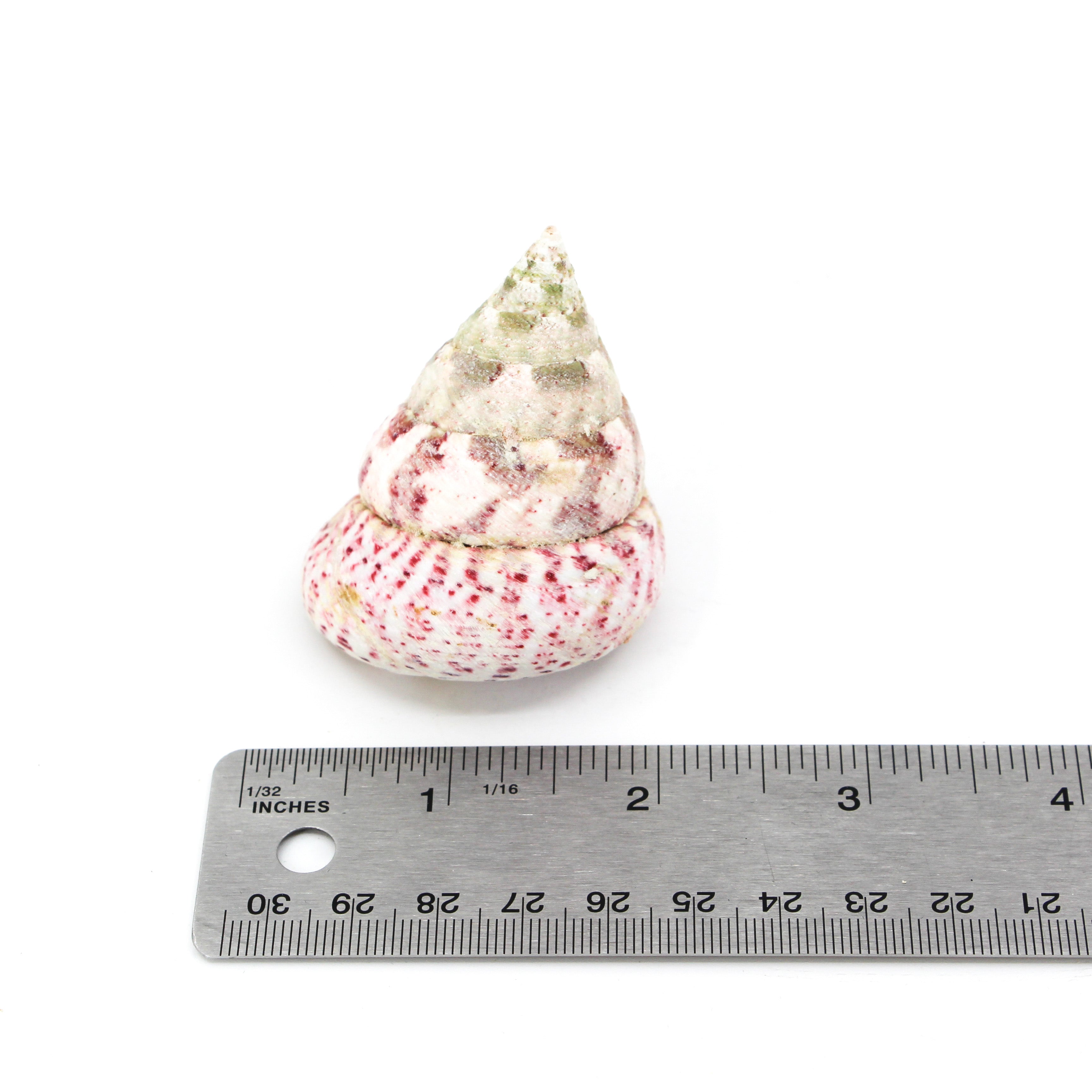 Strawberry Top 2-2.5"