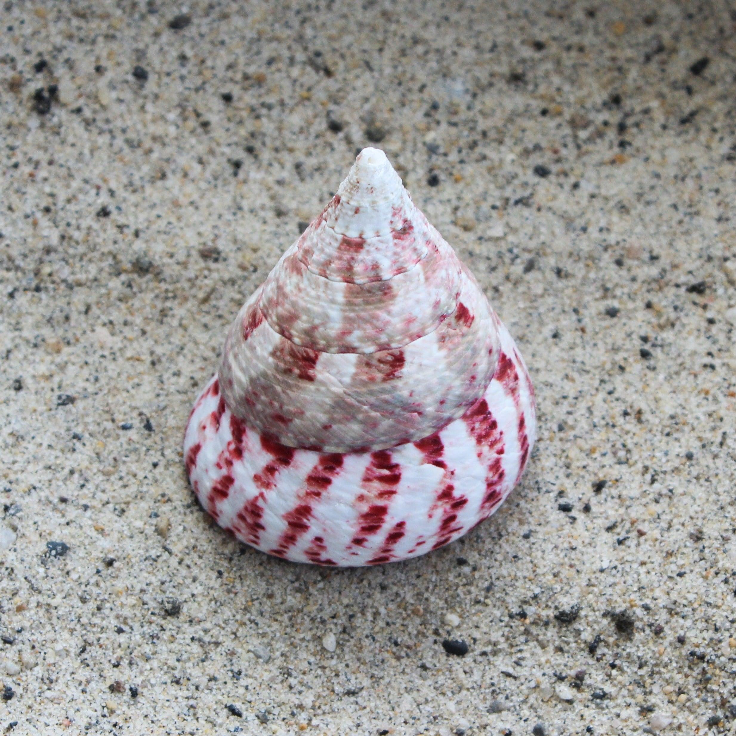 Strawberry Top 2-2.5"