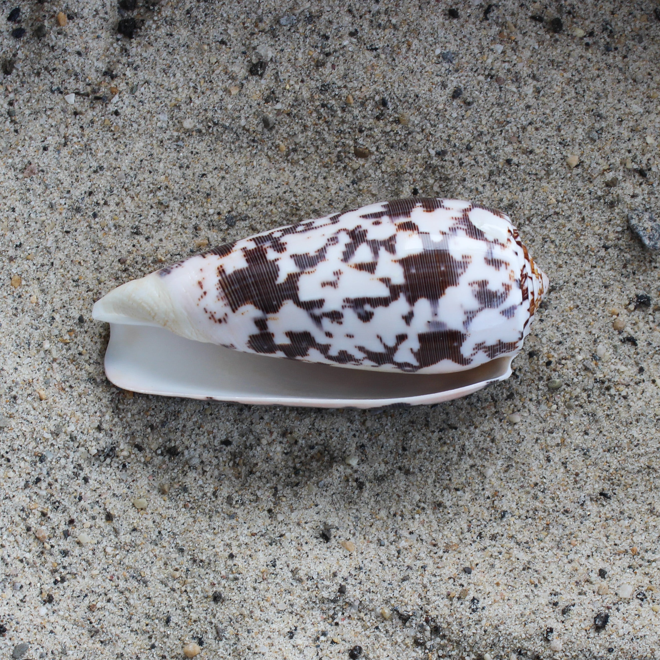 Striate Cone (Pol)