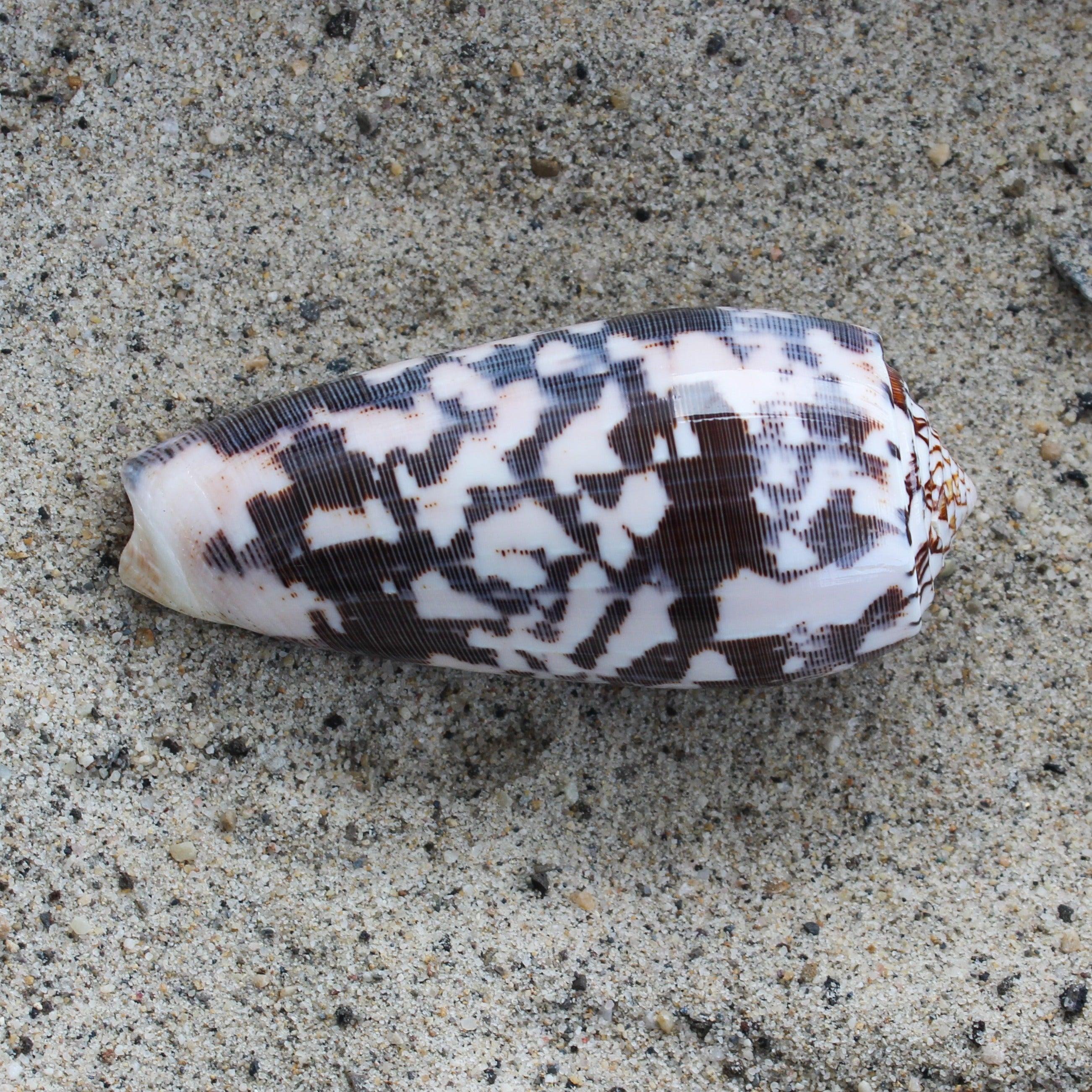 Striate Cone (Pol)