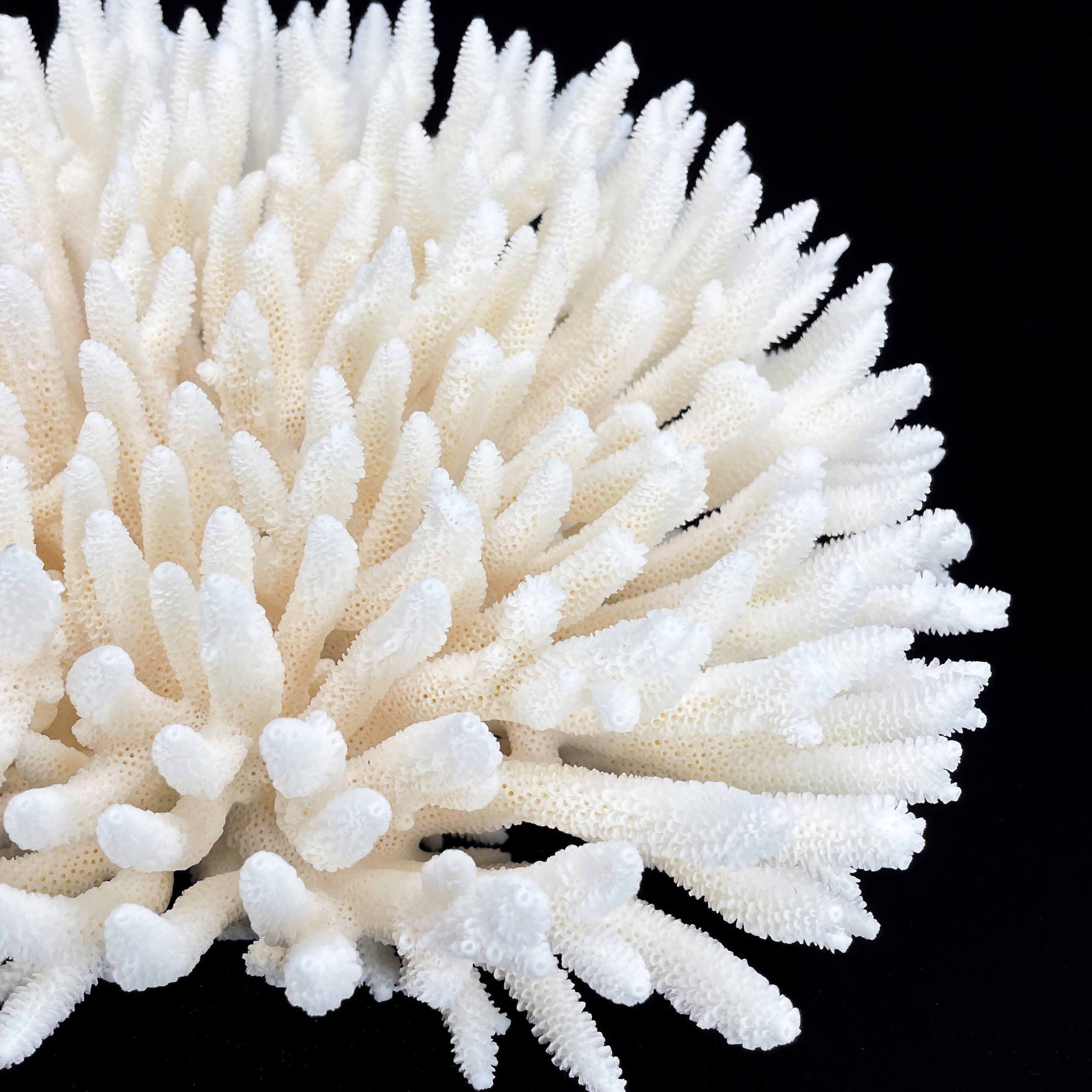 Table Coral 7-10"