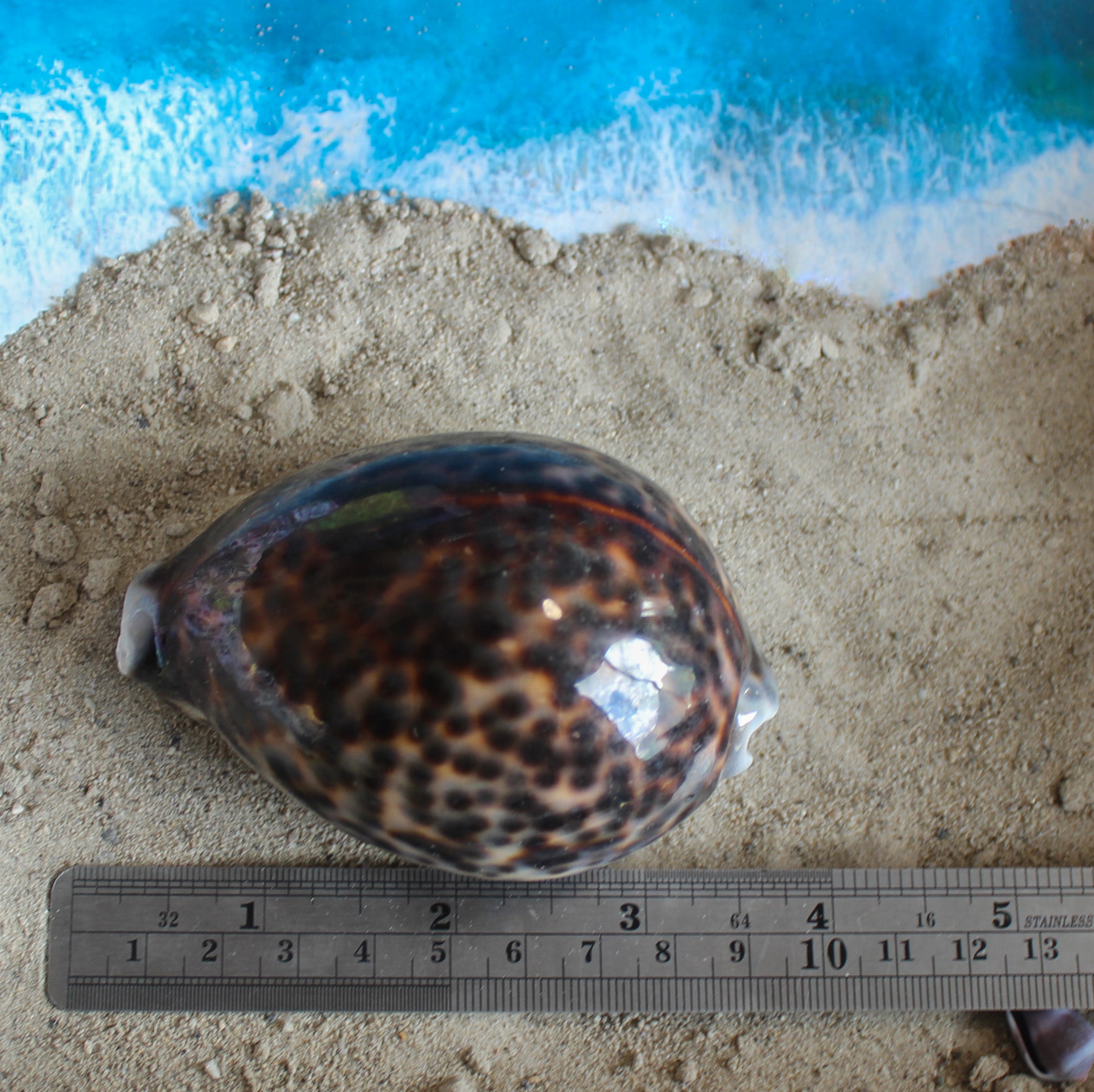 Tiger Cowrie 3-3.5"