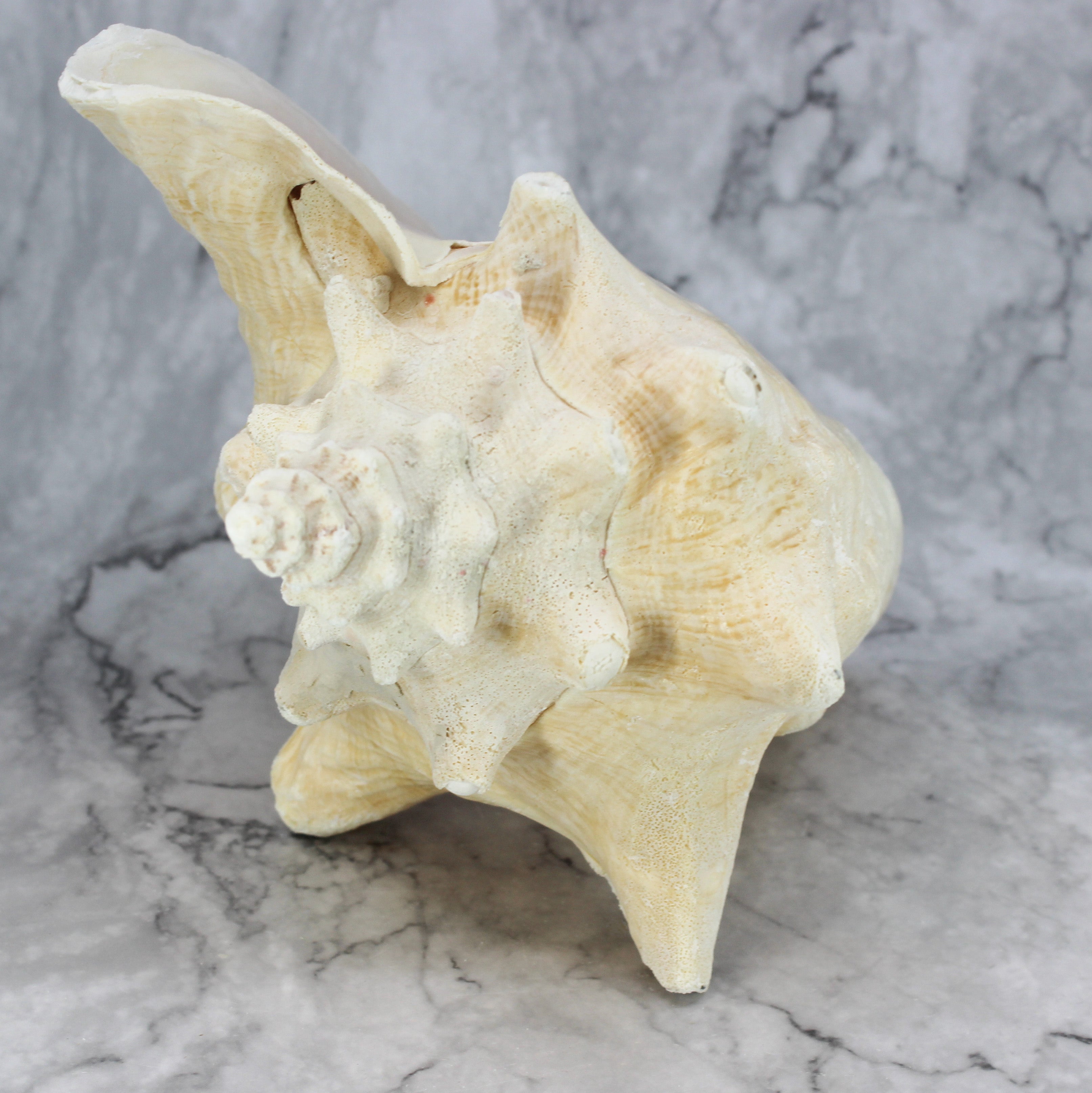 Pink Conch