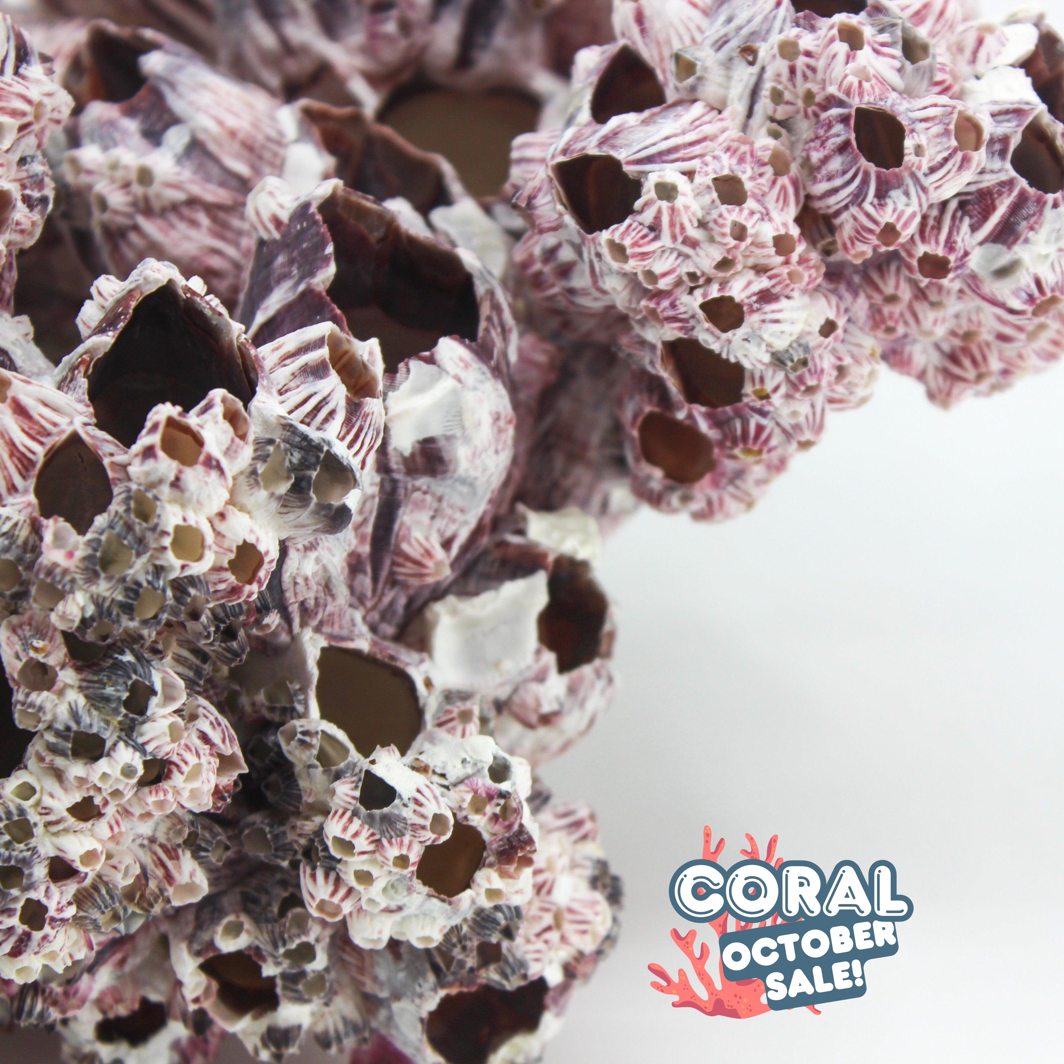 Barnacles 12-15"