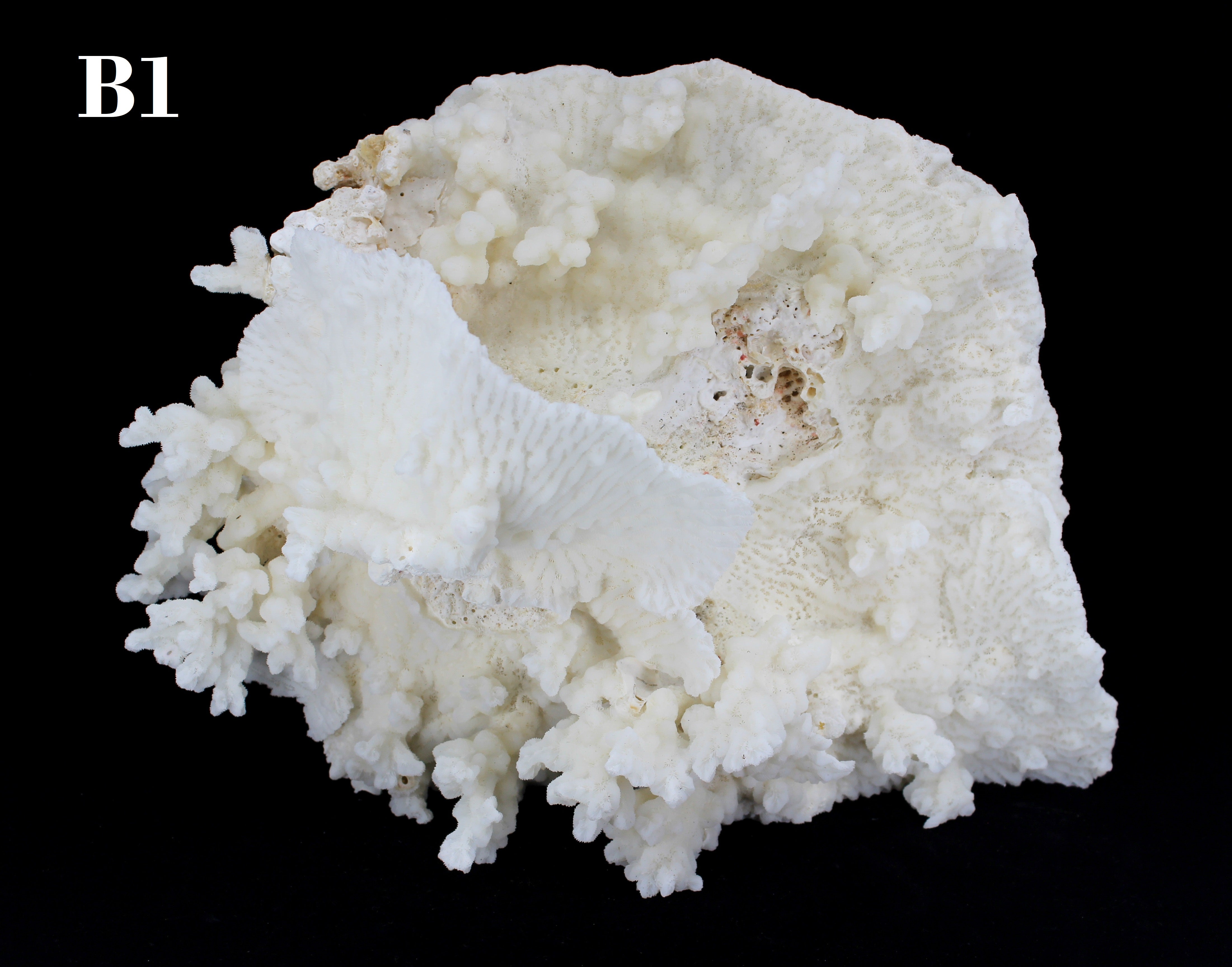 Merulina Coral 14-16"
