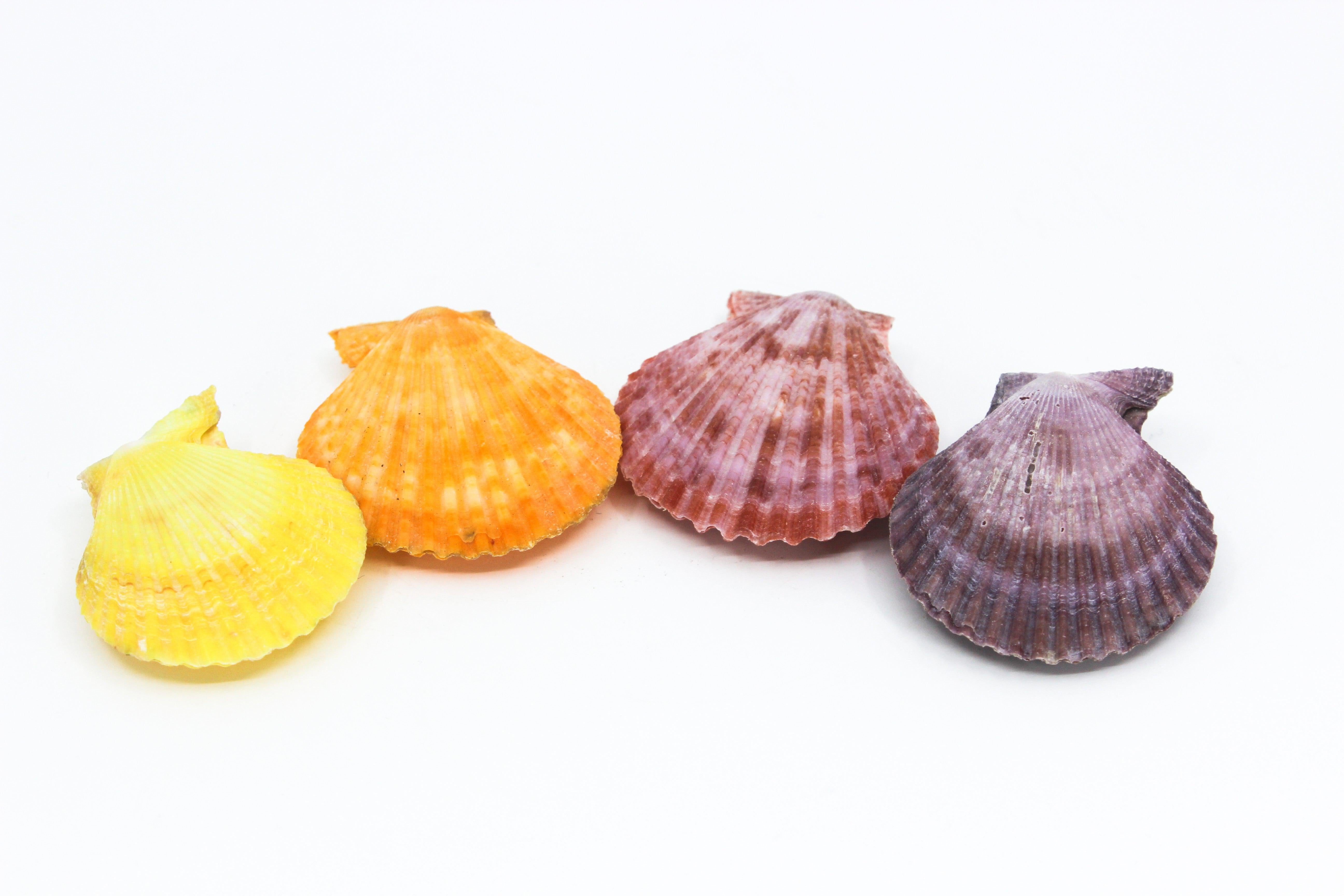 Noble Pecten