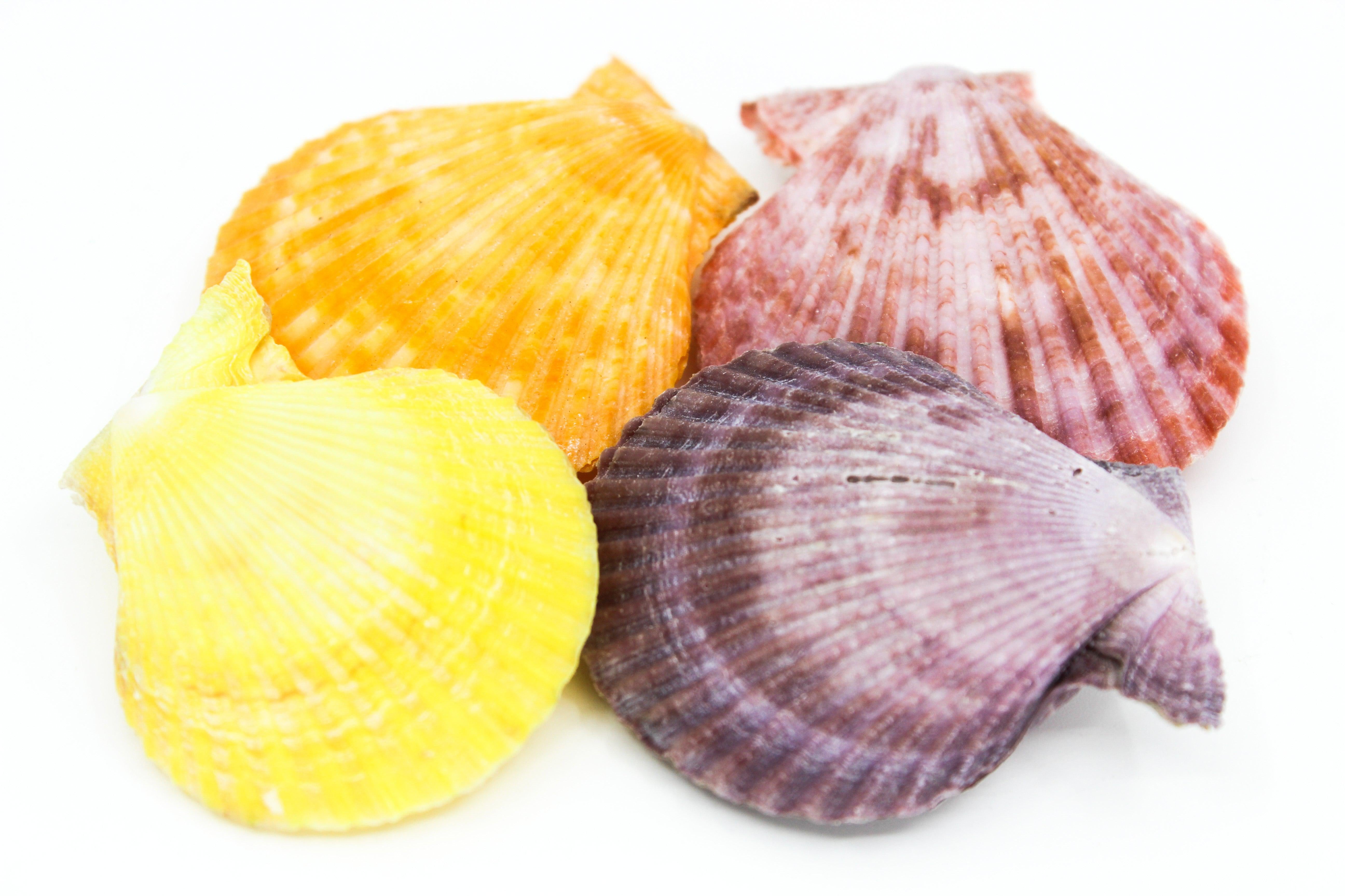 Noble Pecten