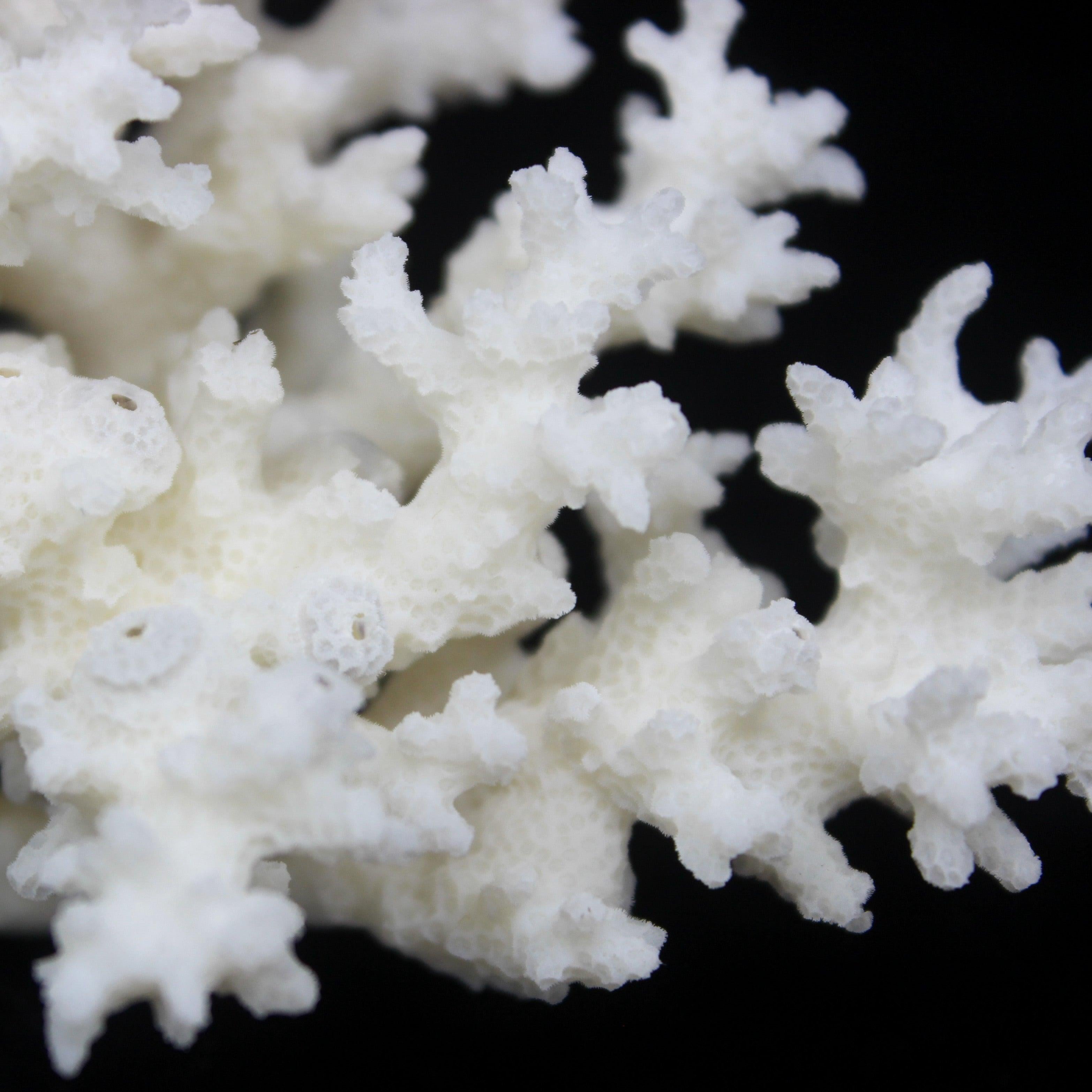 Lace Coral 3-5"