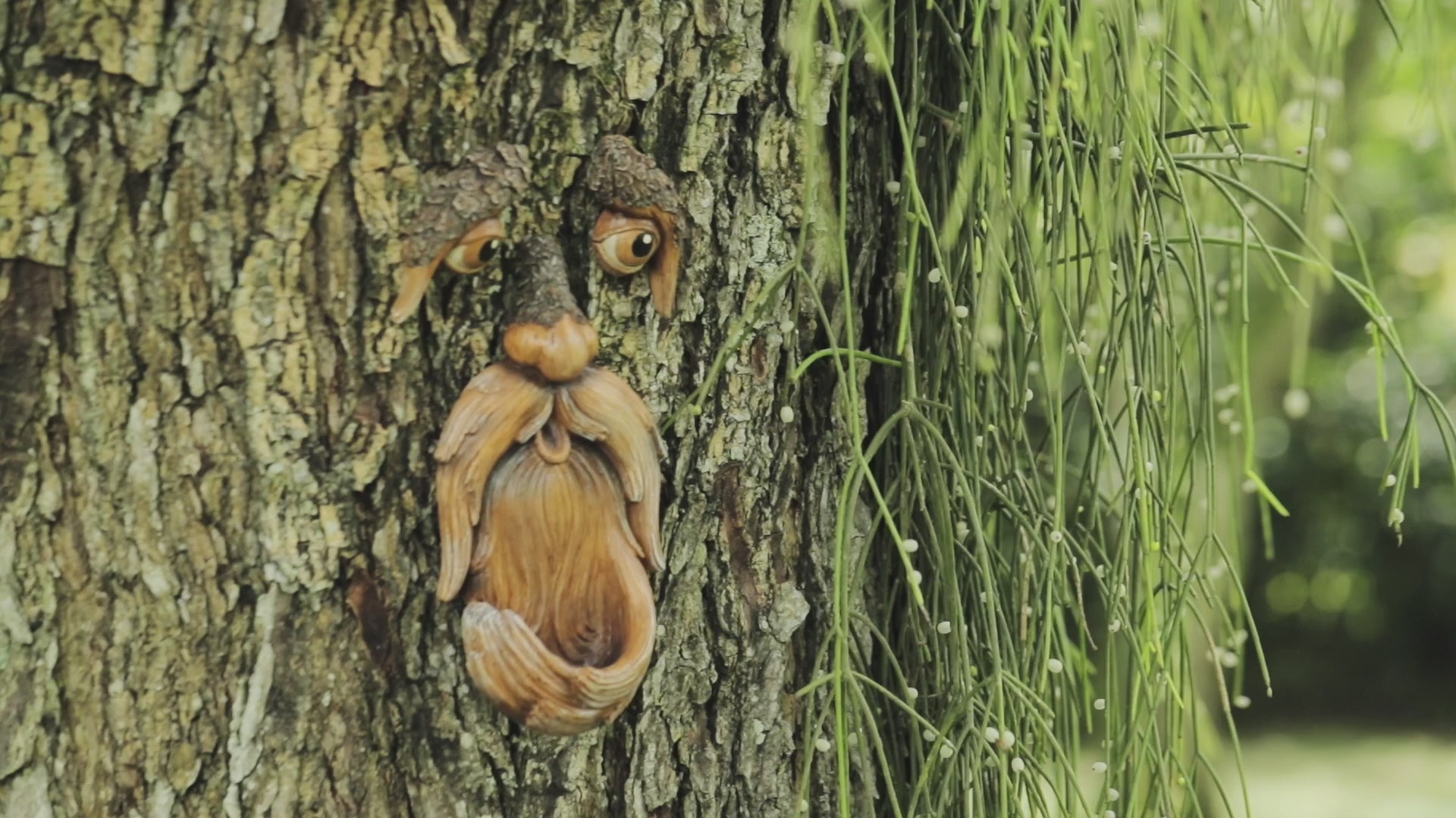 Tree Faces