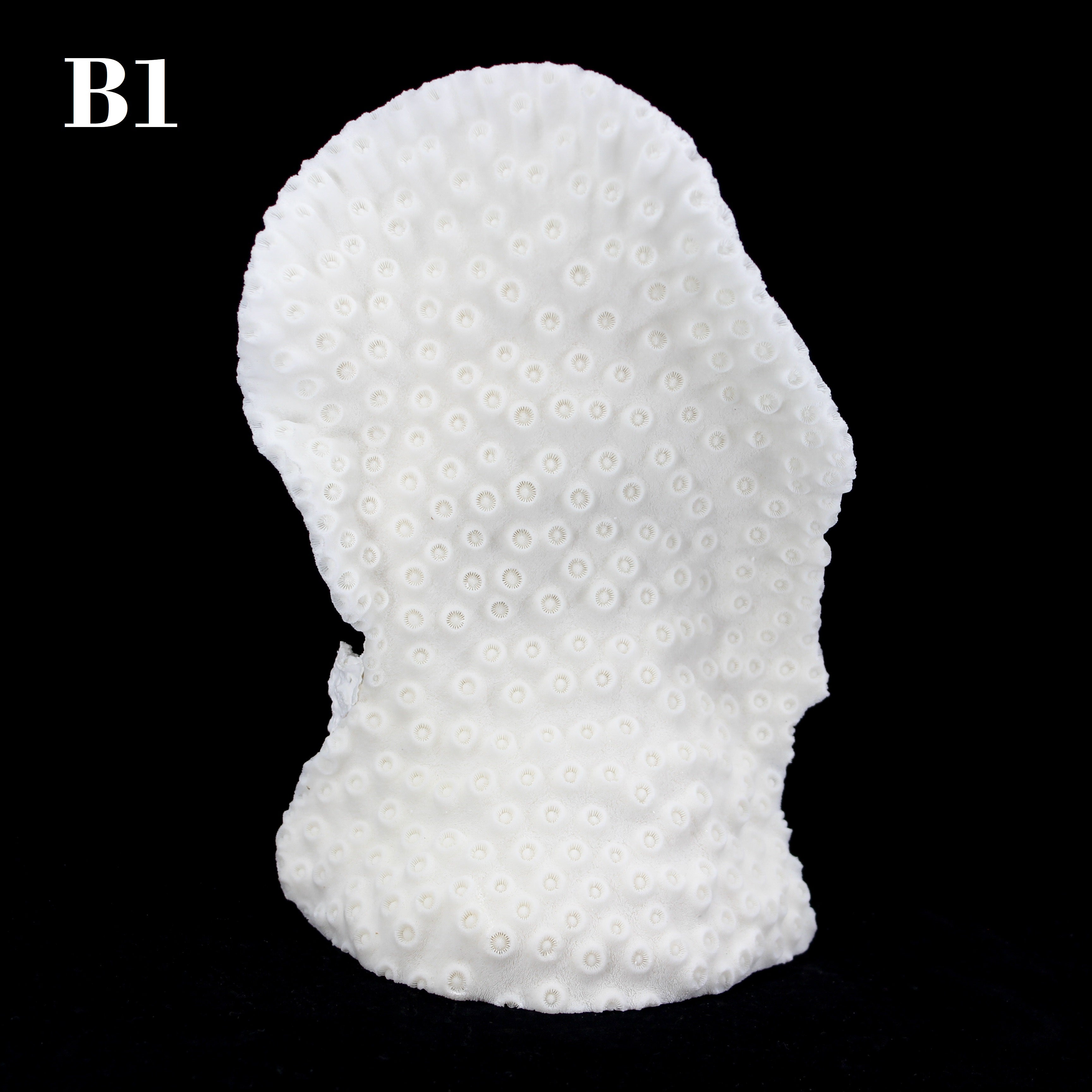 Cup Black Coral 7-10"