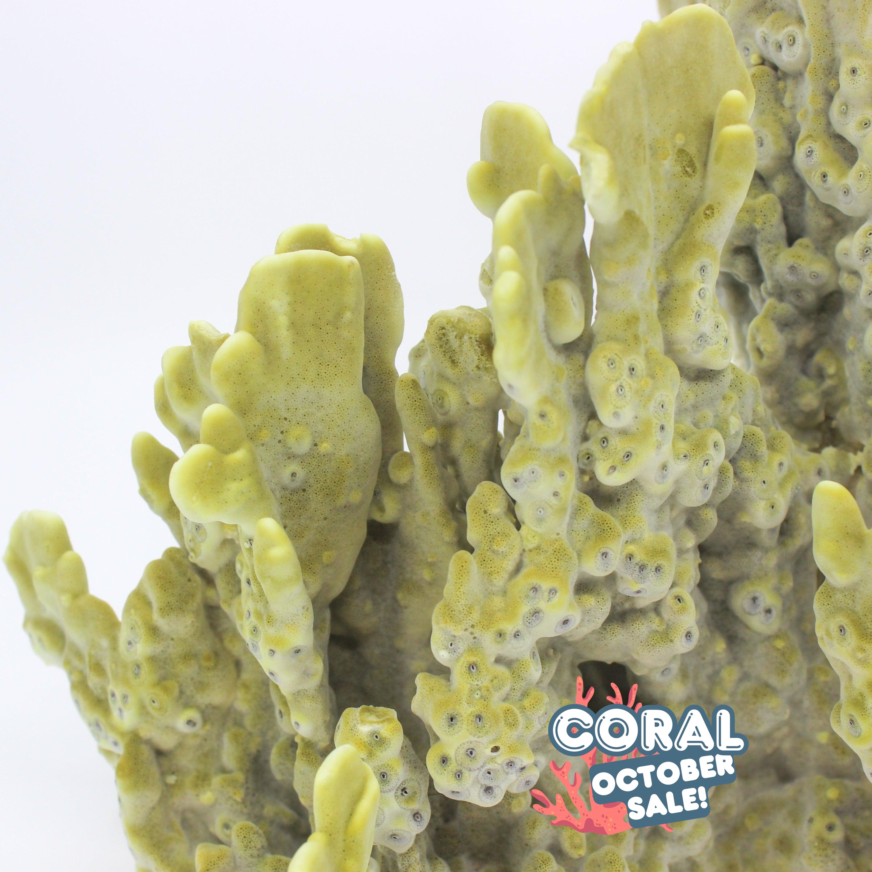 Fire Slab Coral 7-10"