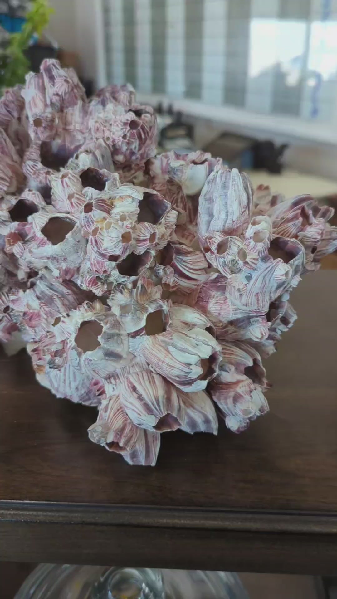 Barnacles 12-15"