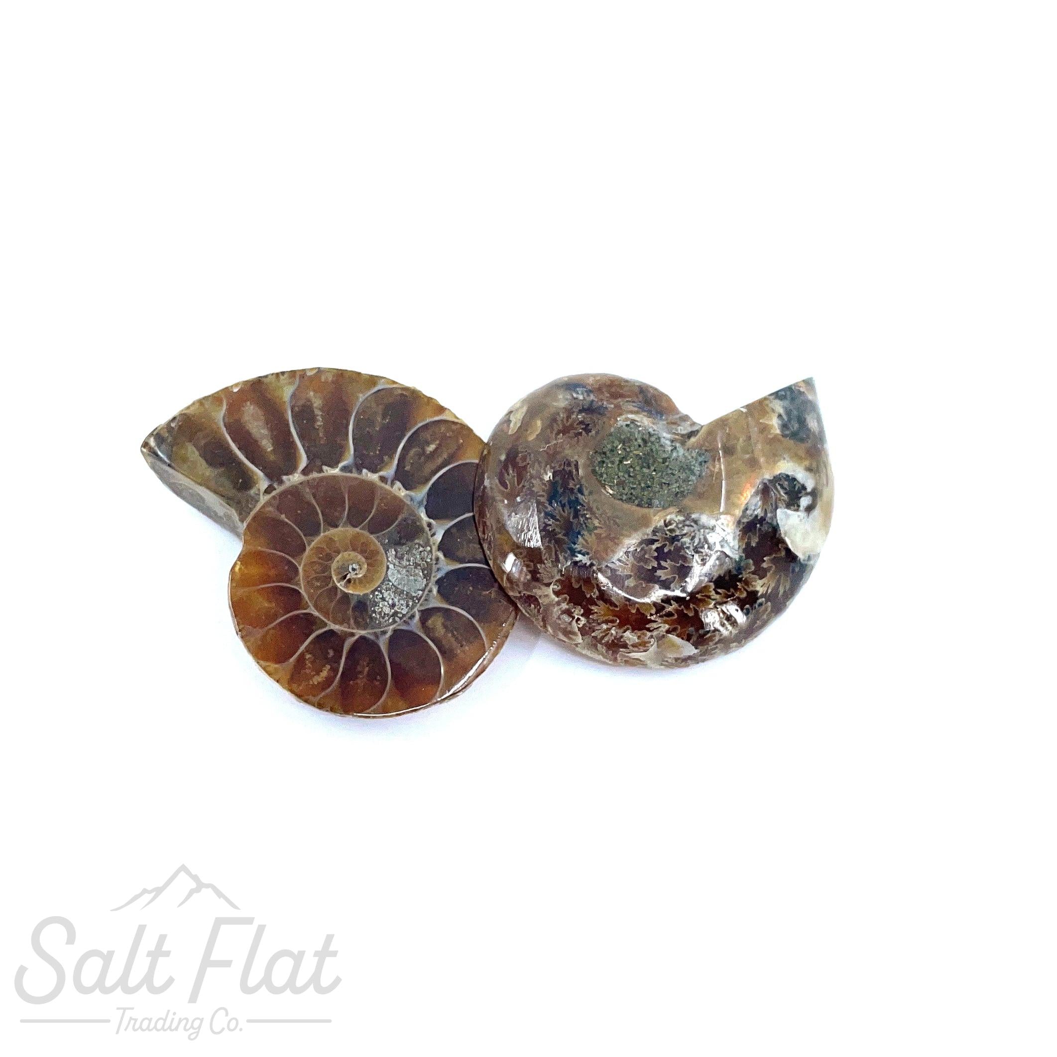 Friendship Fossils