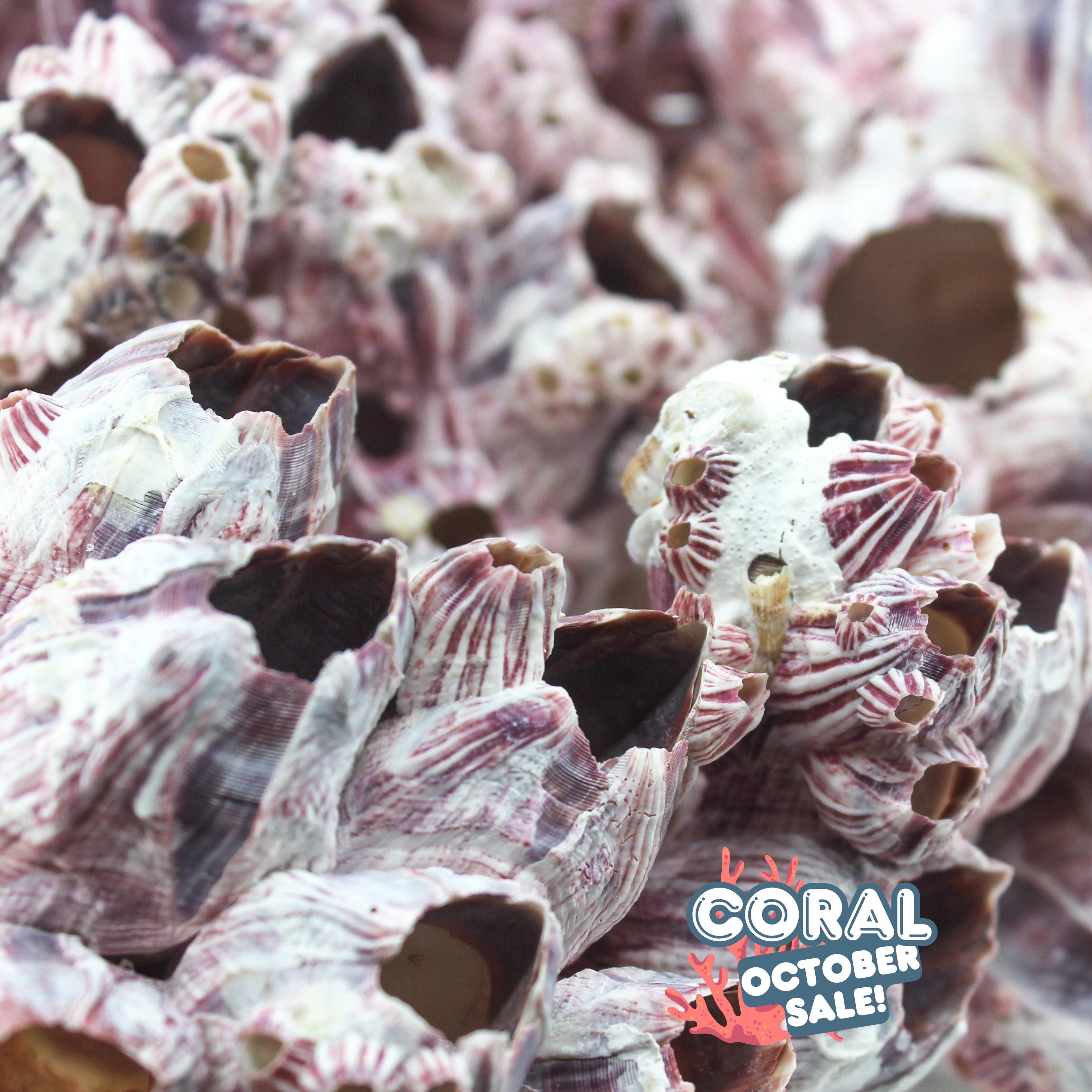 Barnacles 14-18"