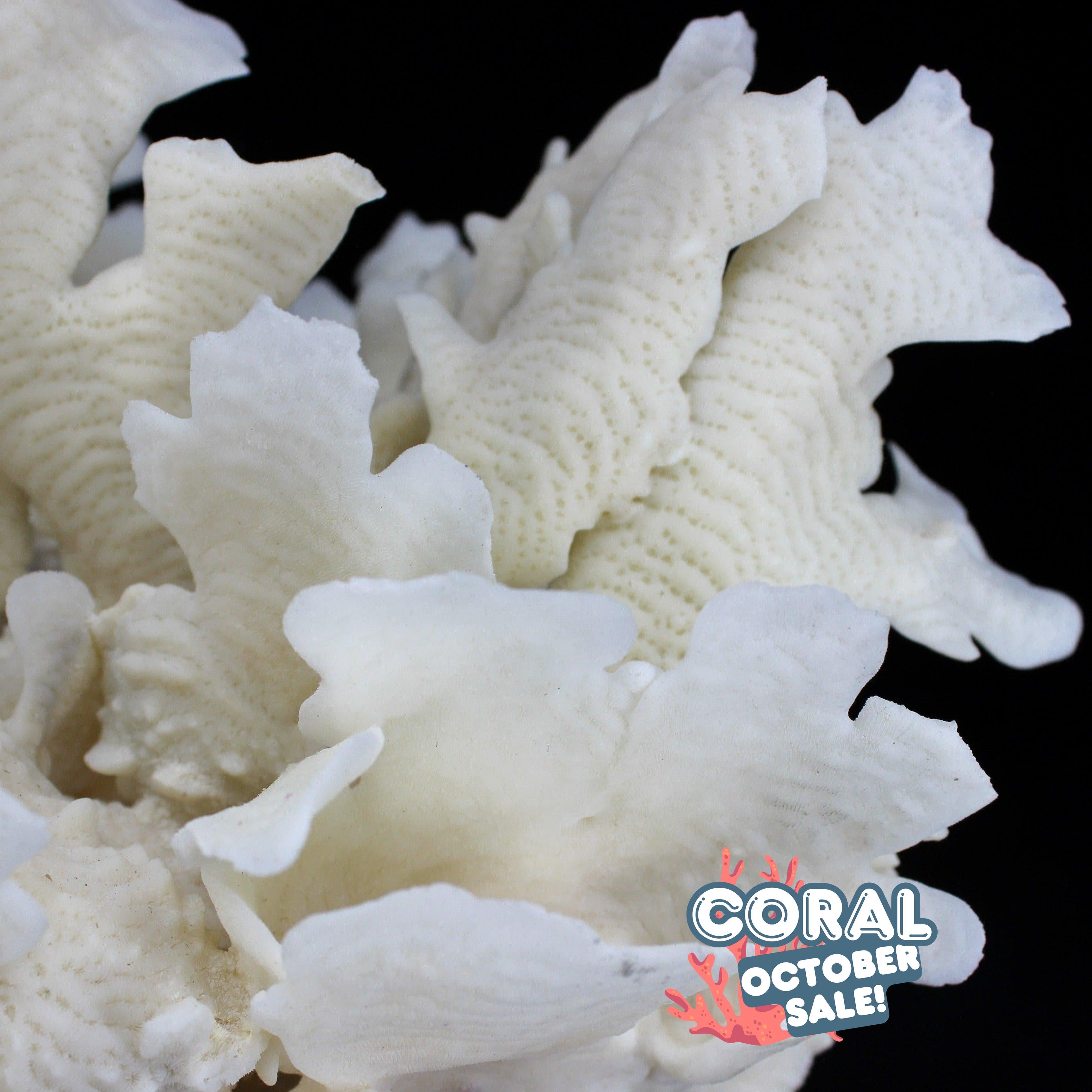 Cactus Coral 12-14"
