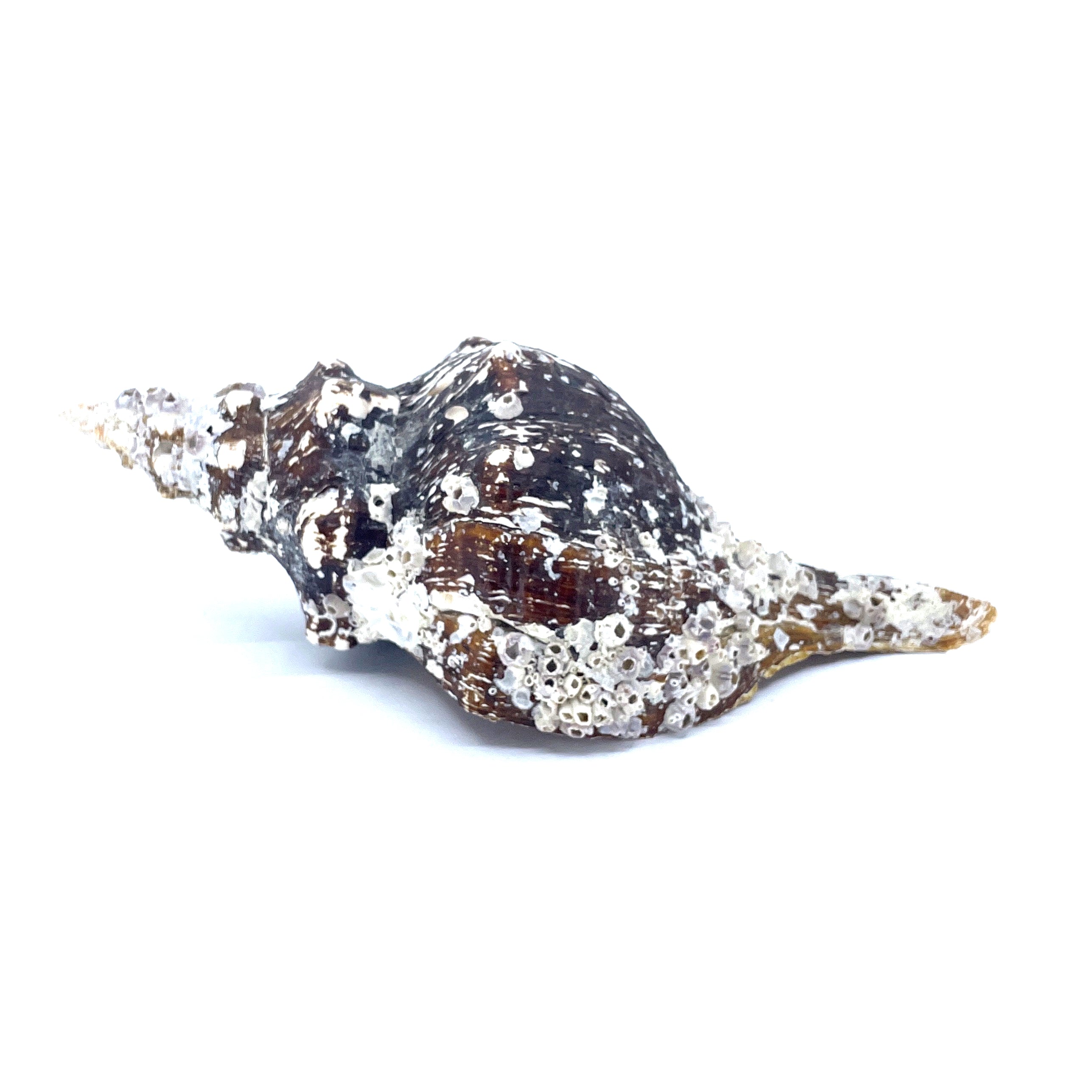 Horse Conch with Perio