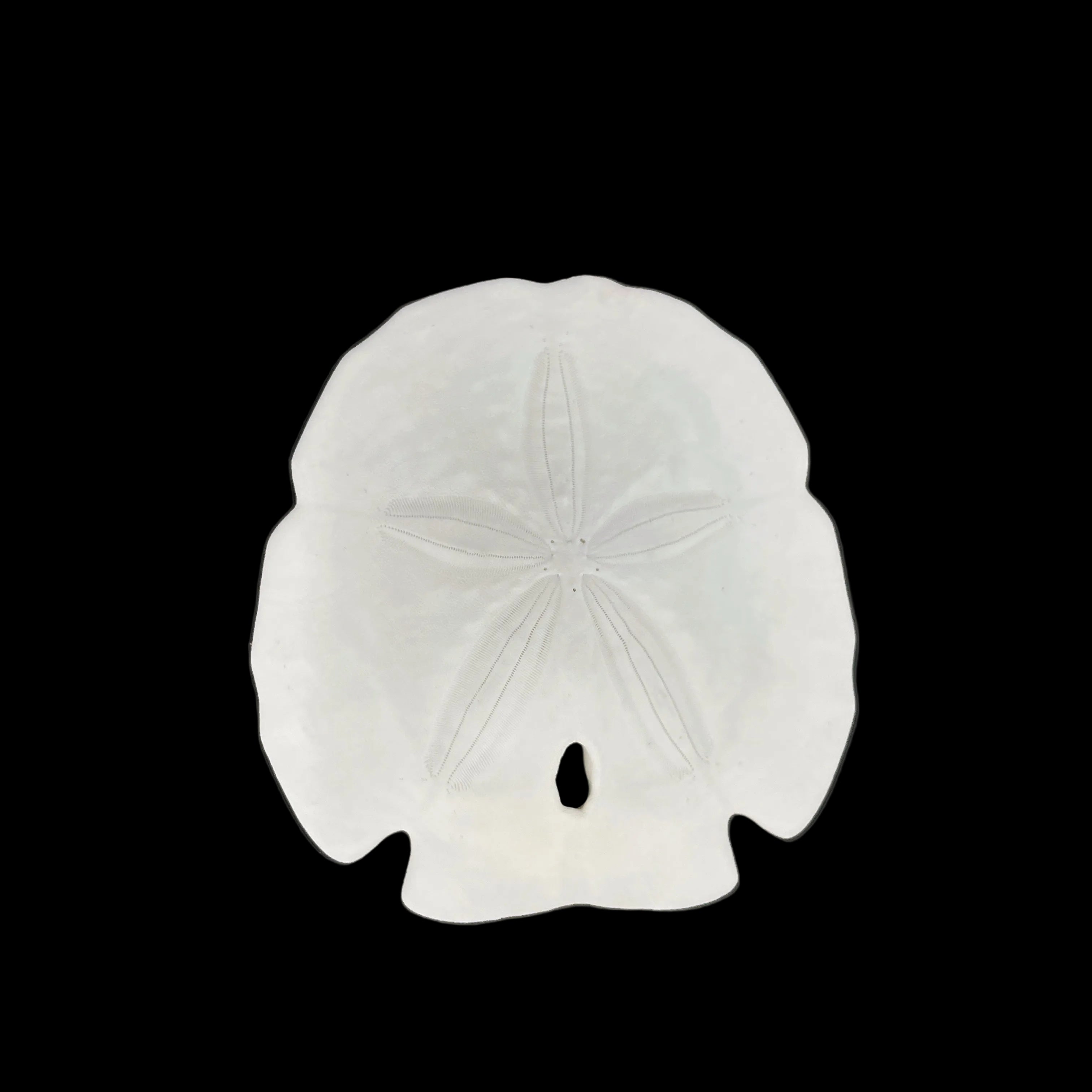Florida Arrowhead Sandollar