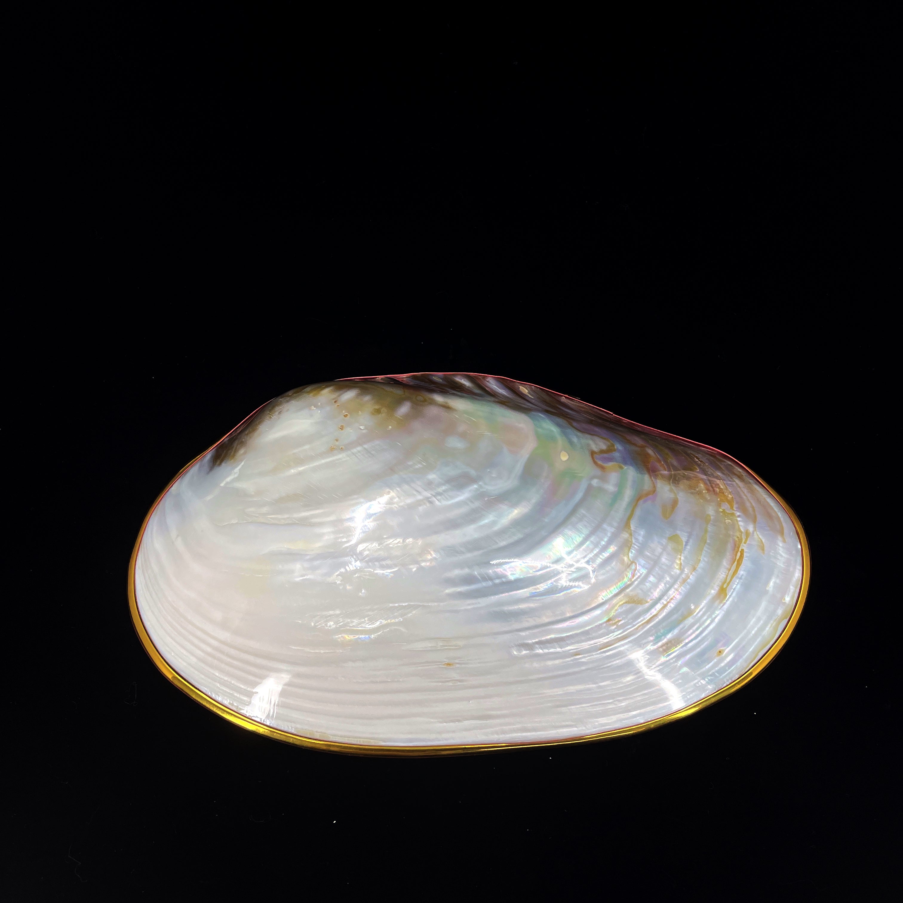 Silver Clam- Golden Edge