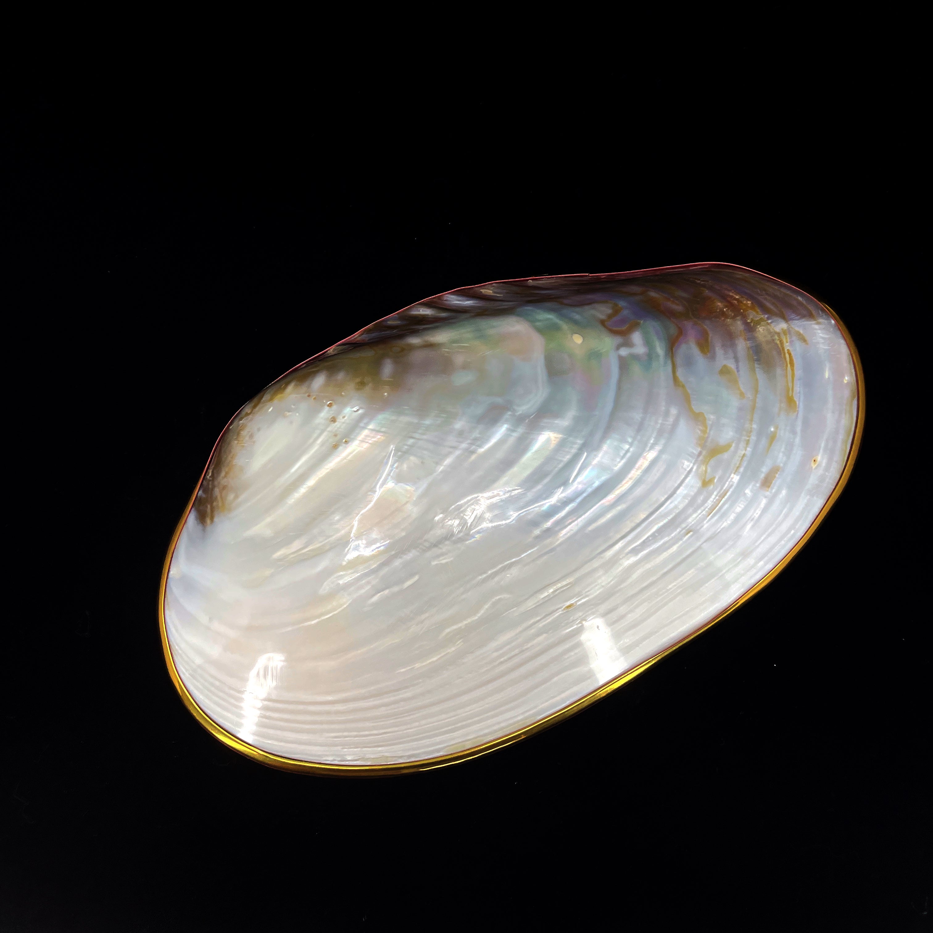 Silver Clam- Golden Edge