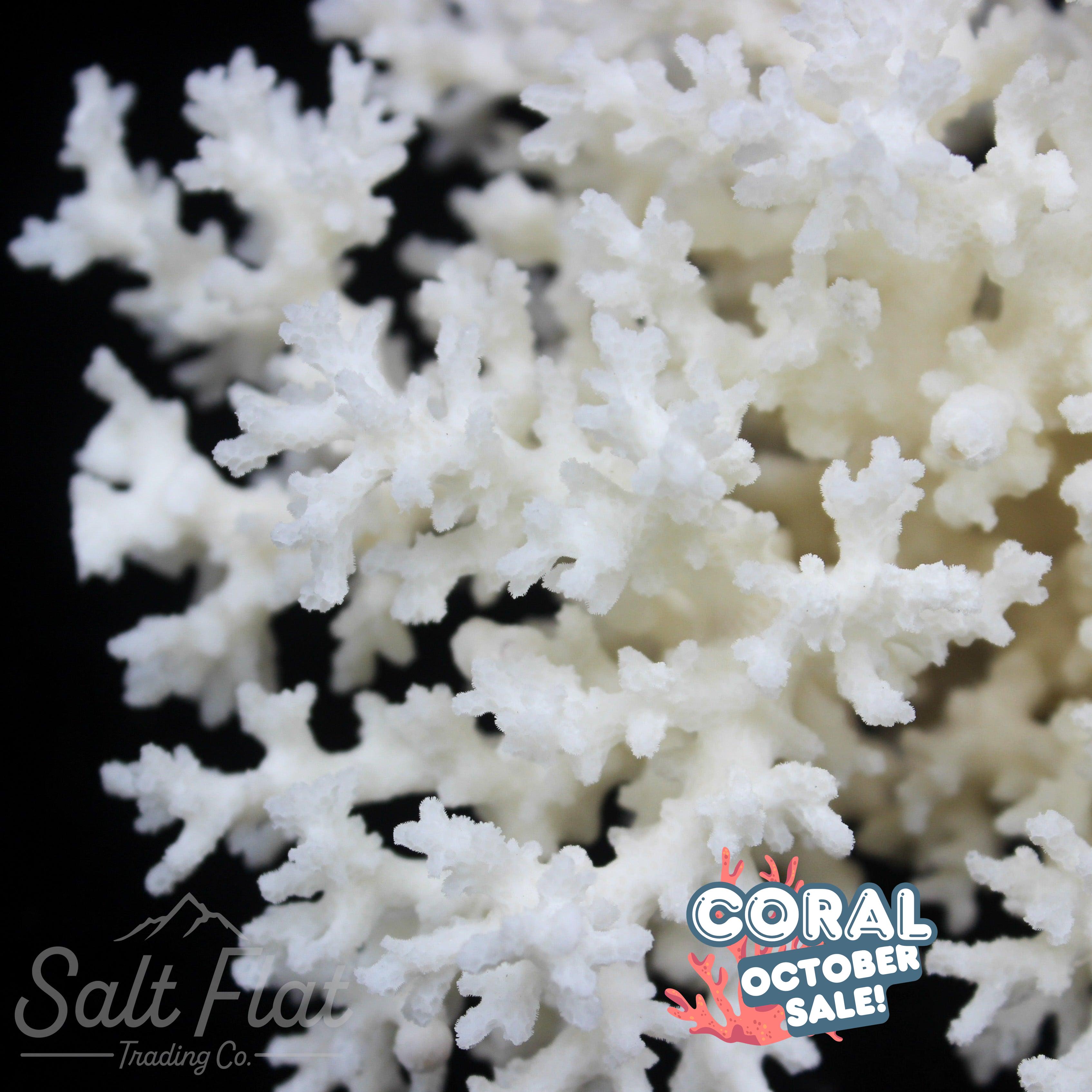 Lace Coral 5-7"