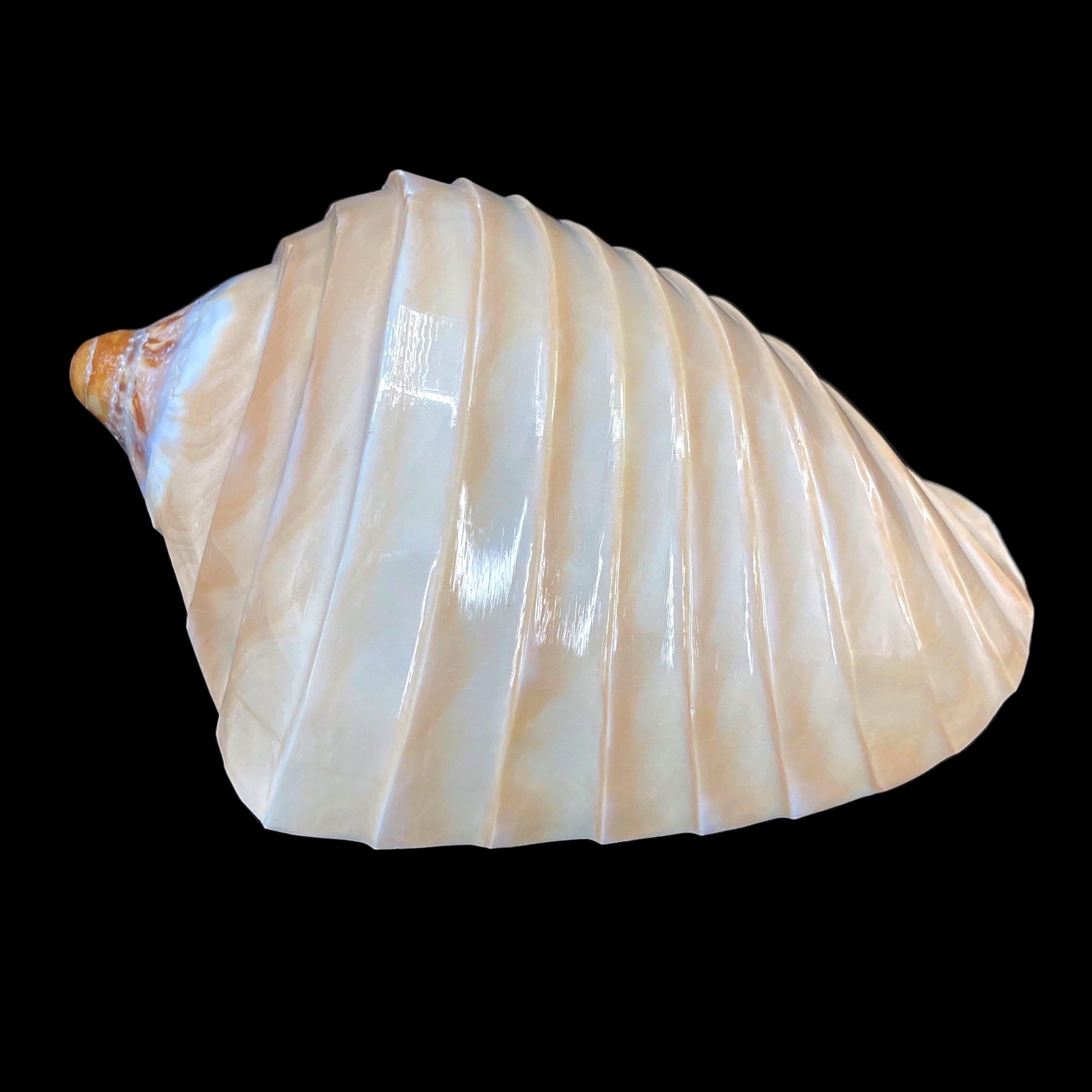 Noble Volute- Banded